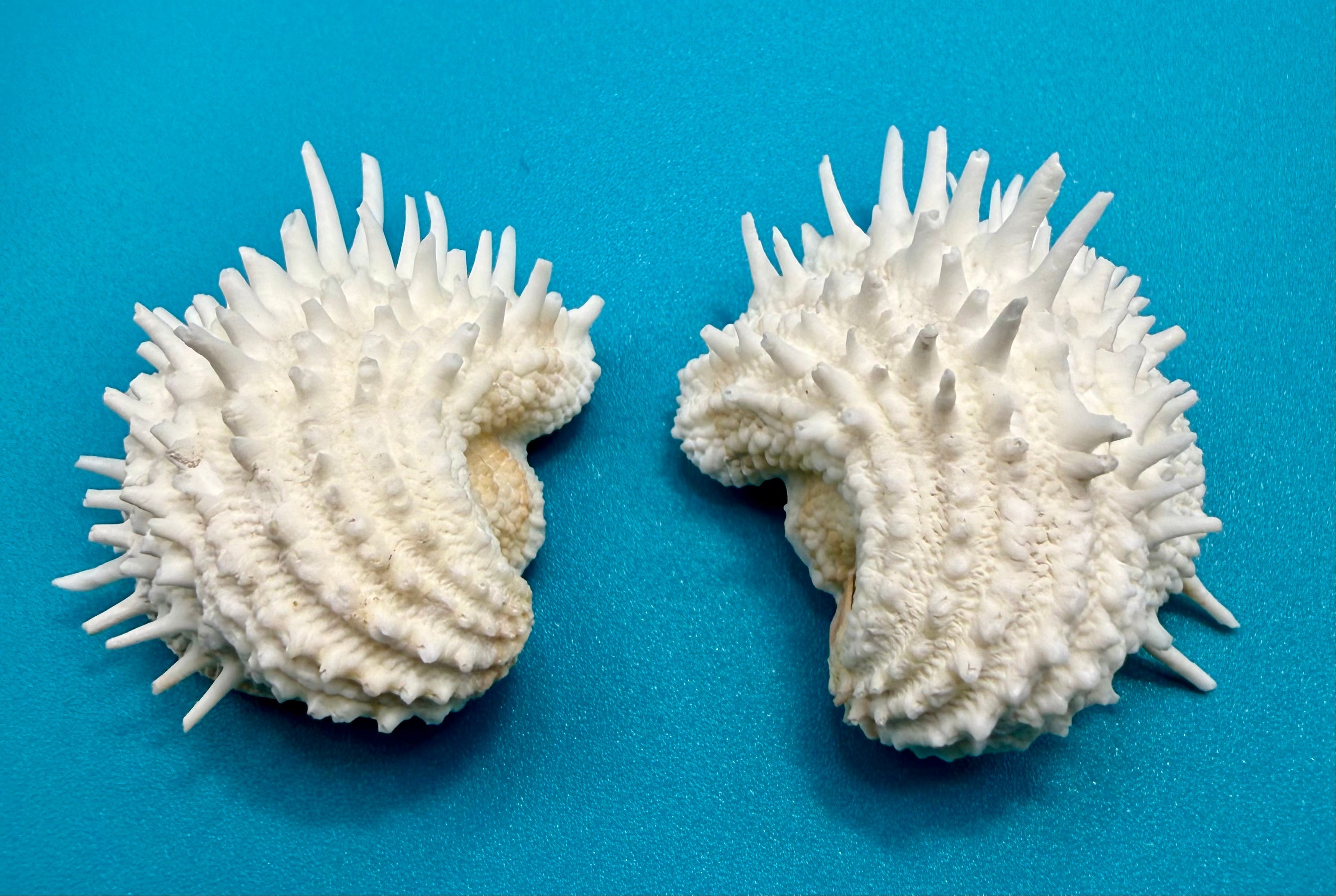 Chamidae