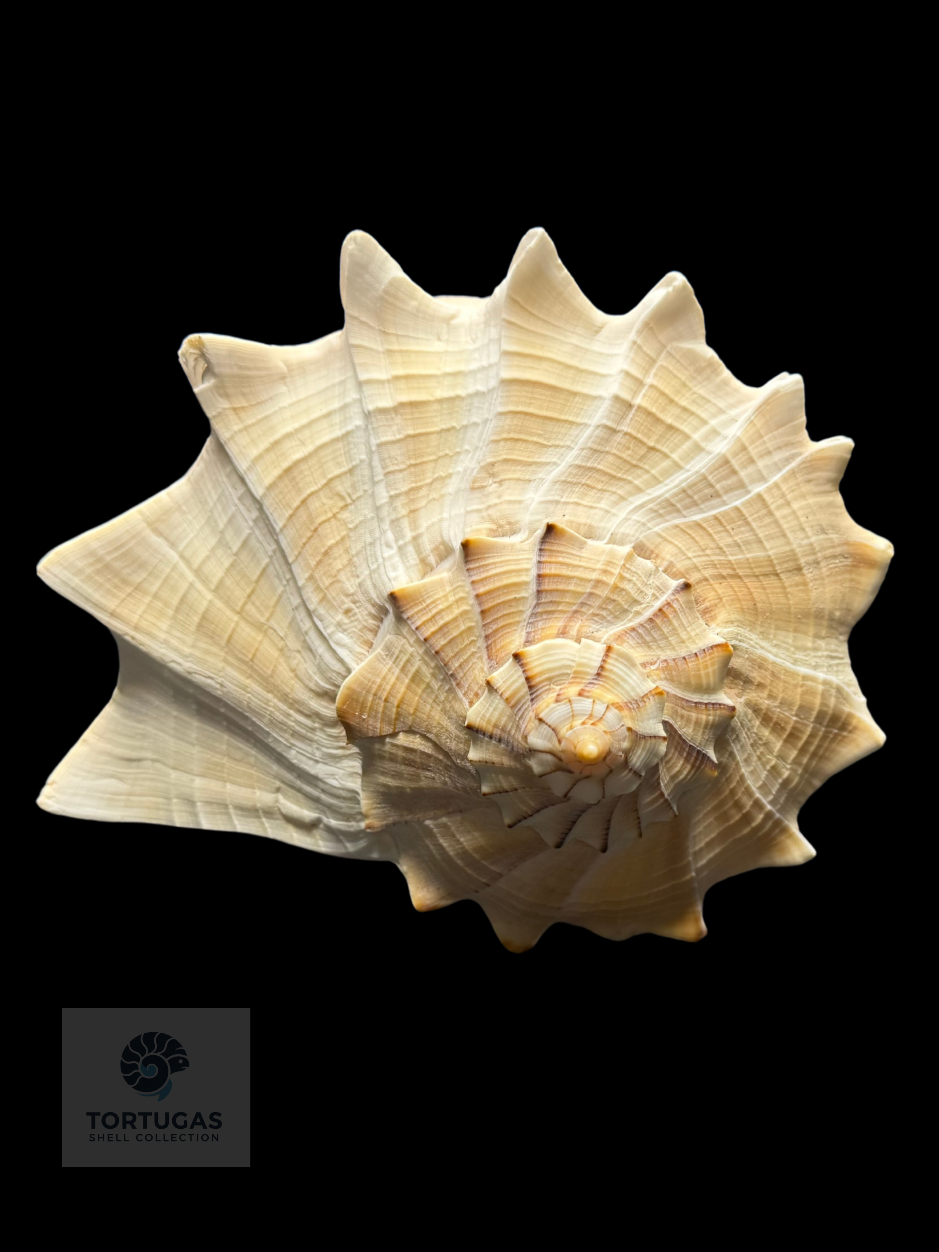 Busyconidae – Whelk Family