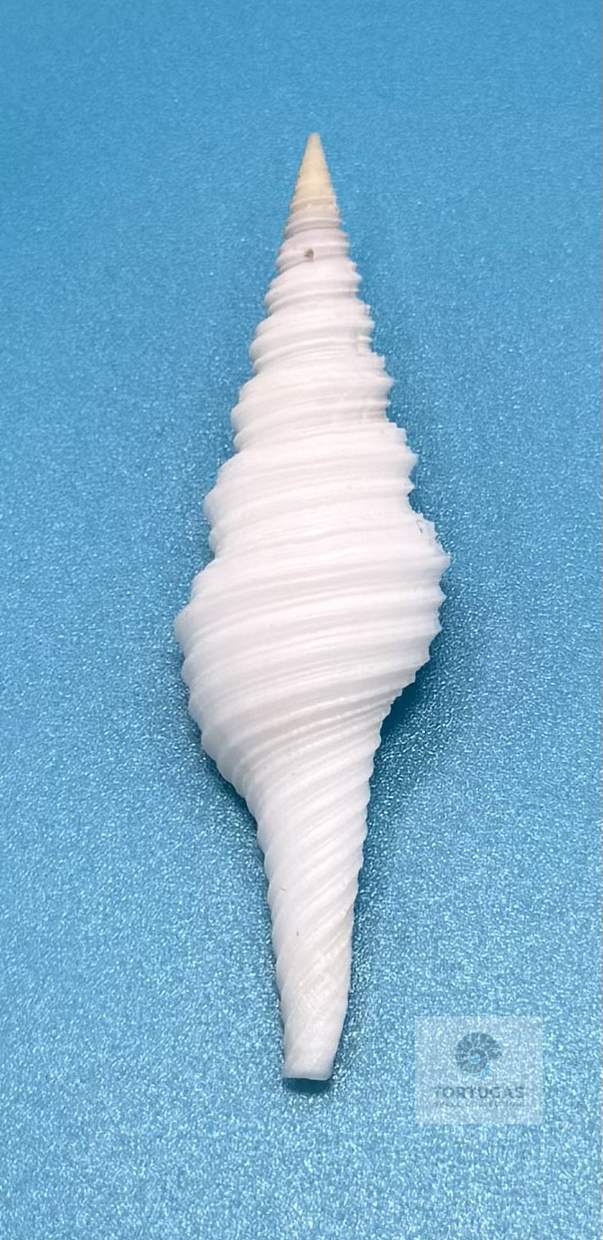 Turridae - Turrid Shells