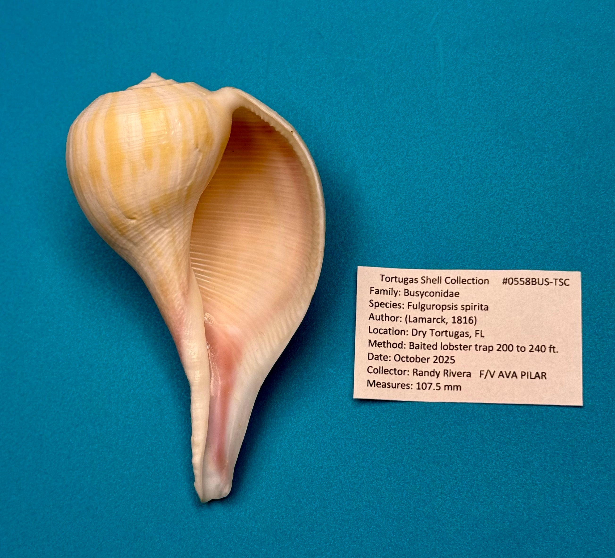 Busyconidae – Whelk Family