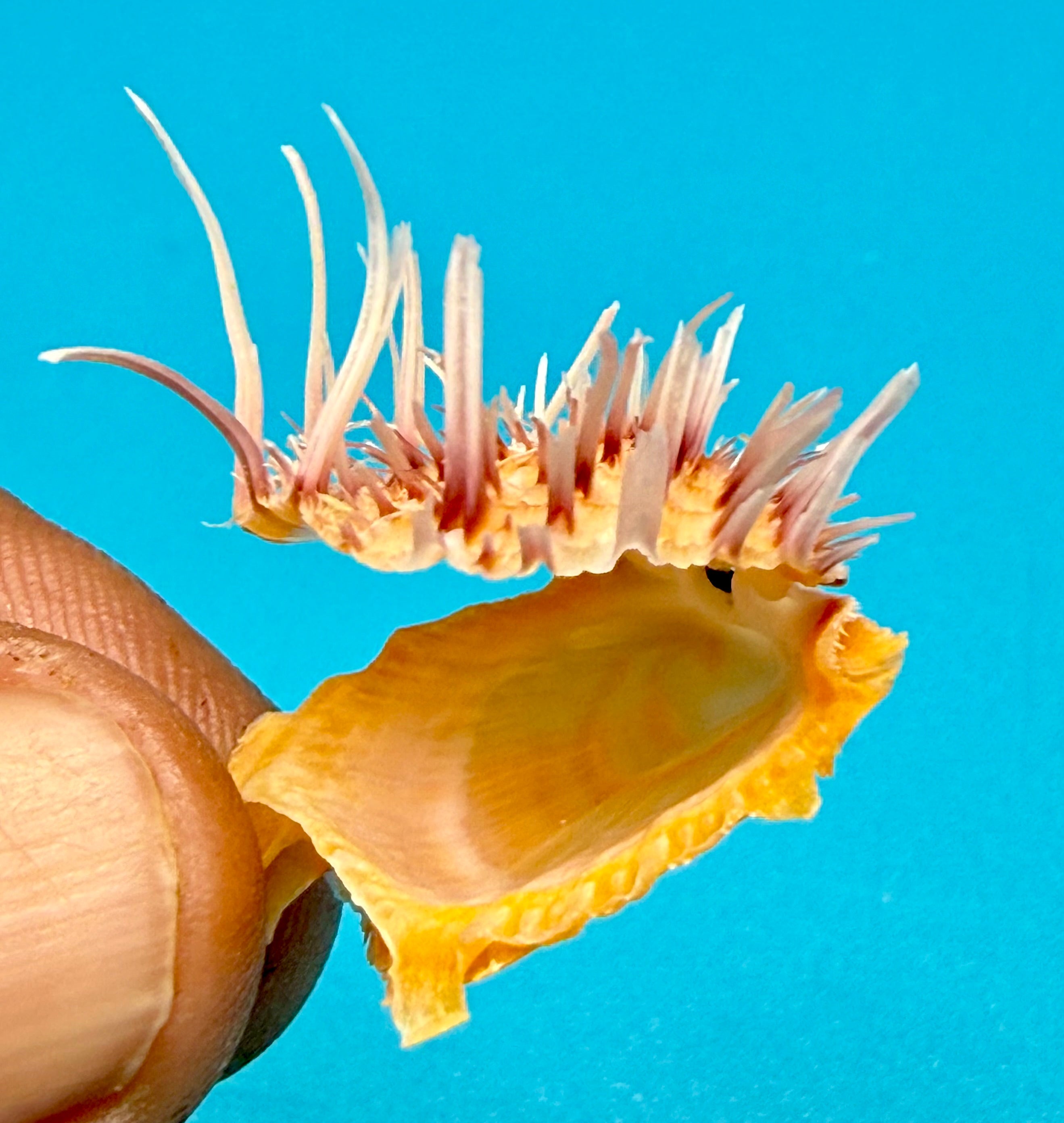 Spondylidae