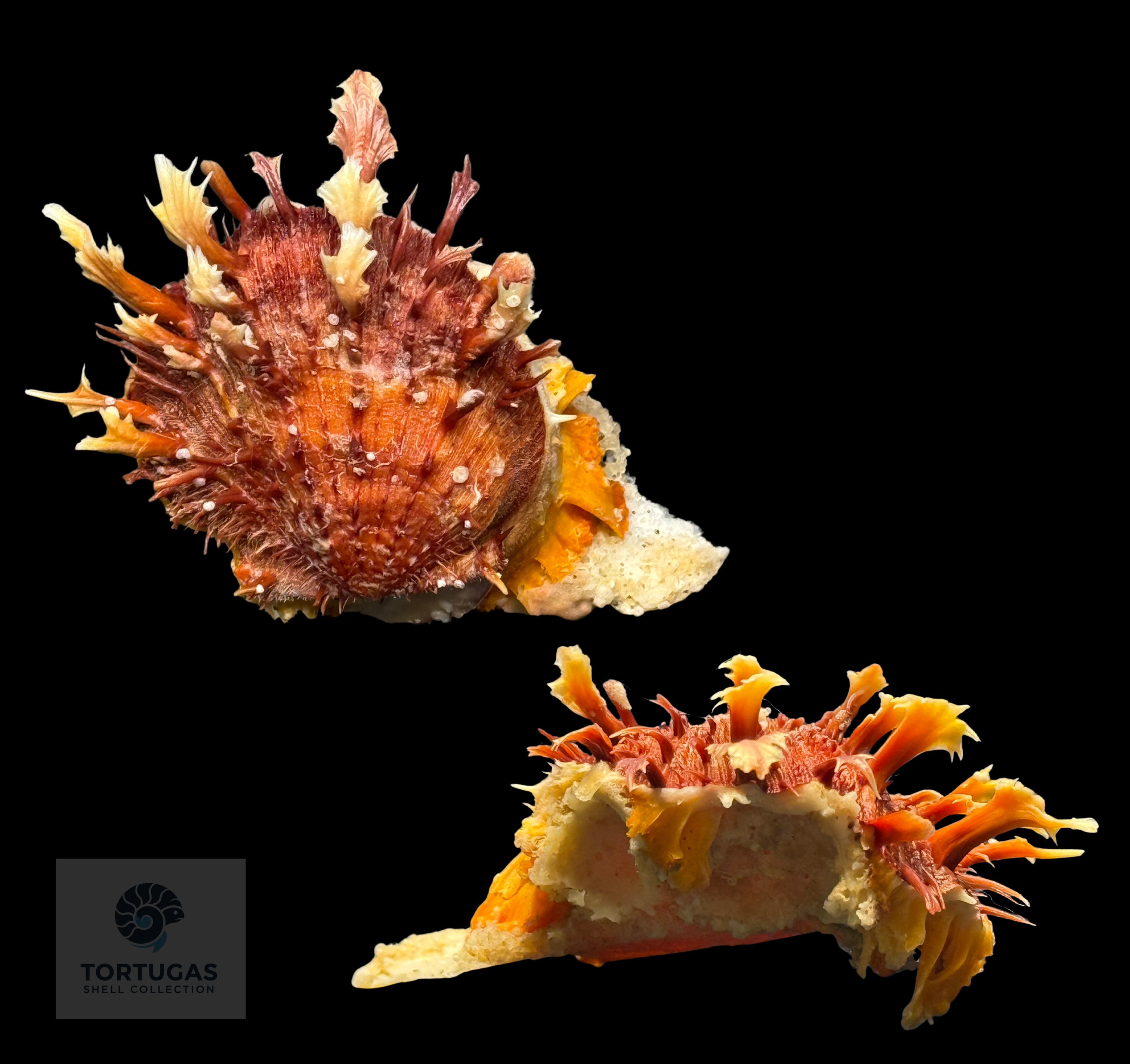 Spondylidae