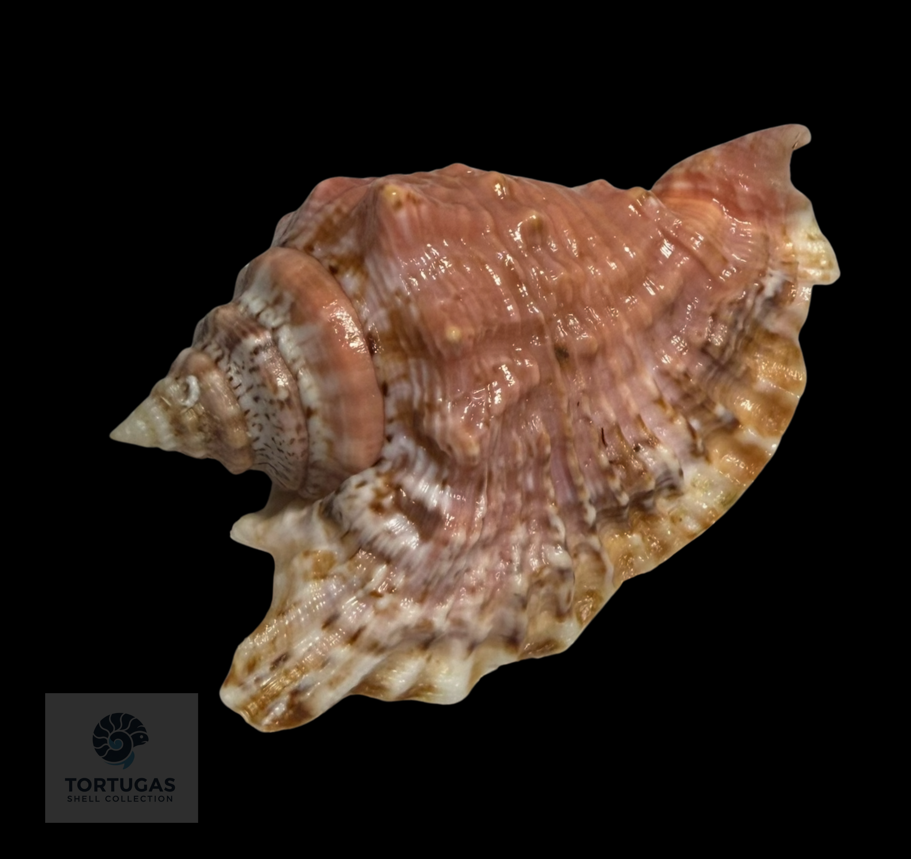 Strombidae Family