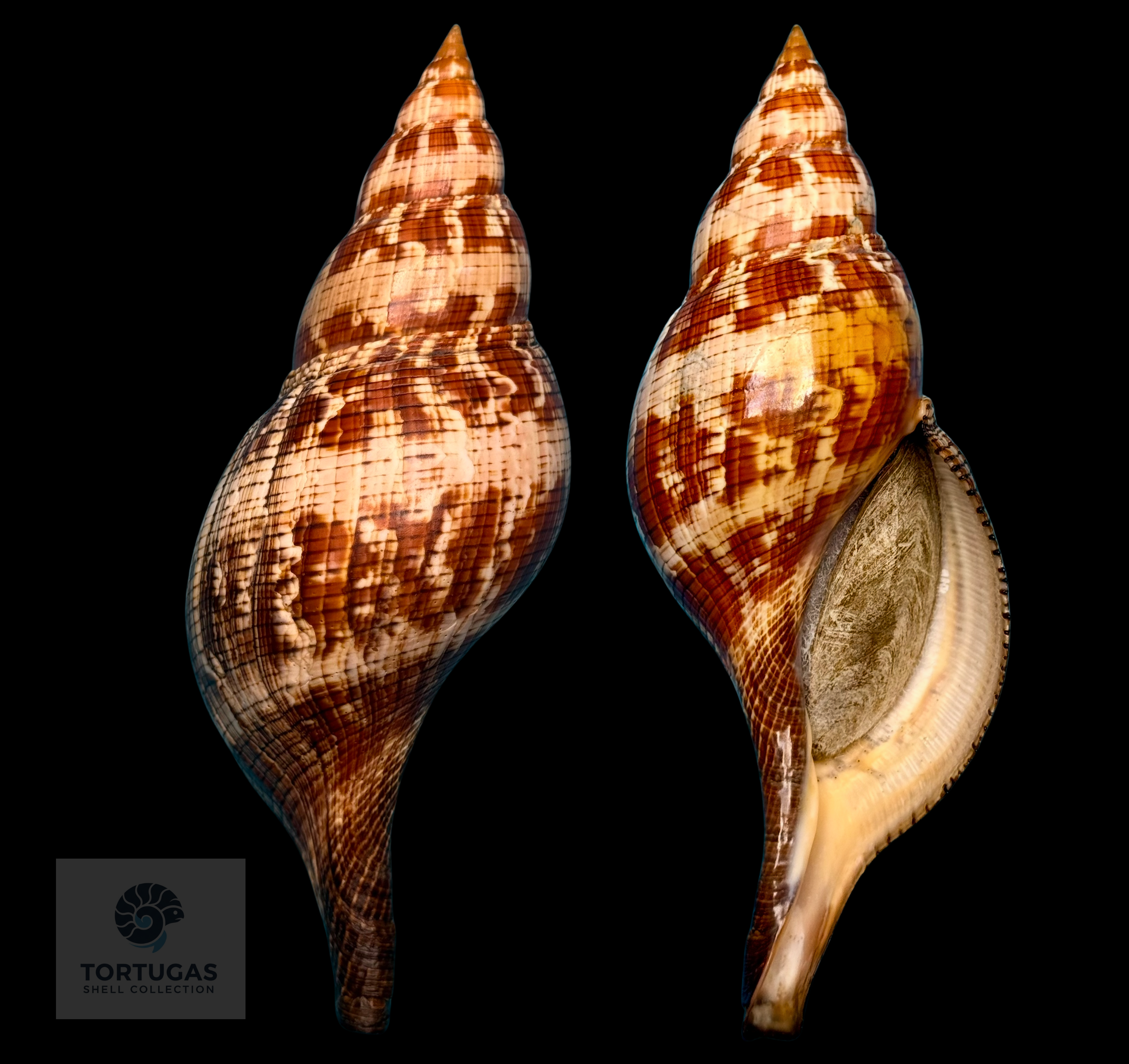 Fasciolariidae Shells (Tulips, Horse Conchs & Specimens)