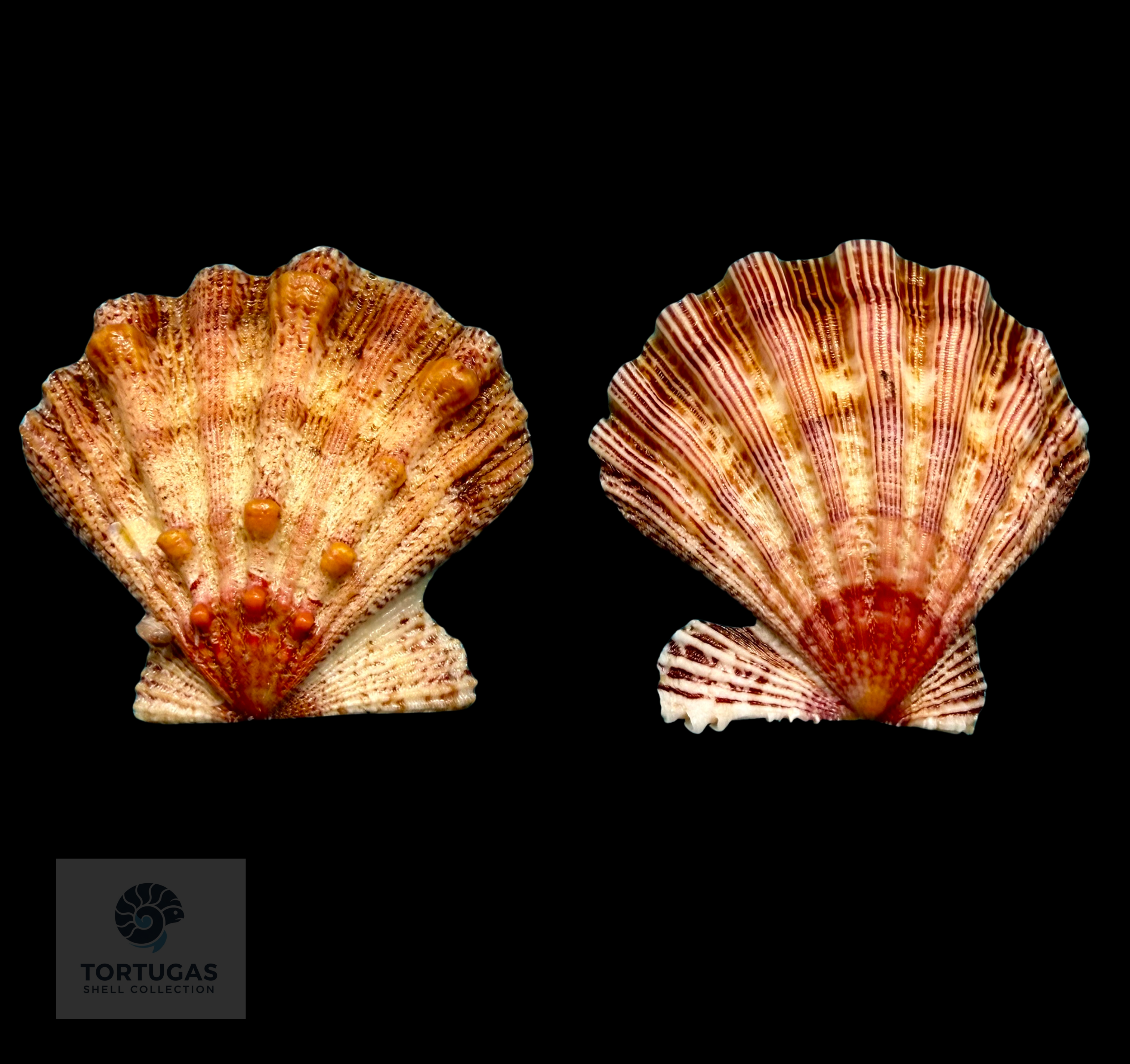 Pectinidae Shells