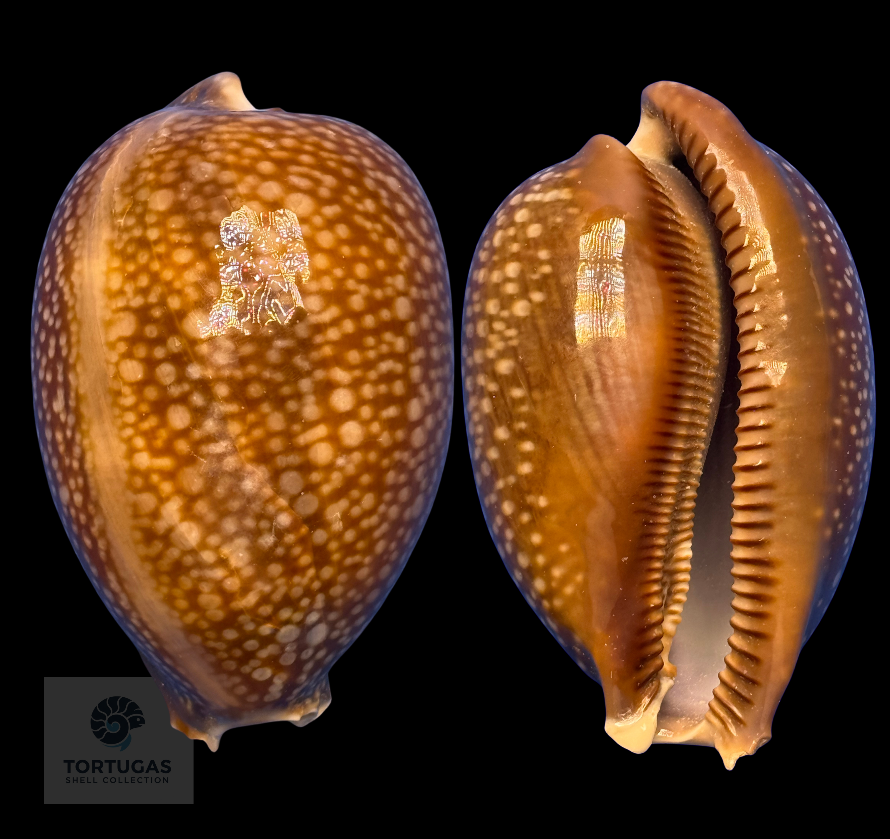 Cypraeidae Shells