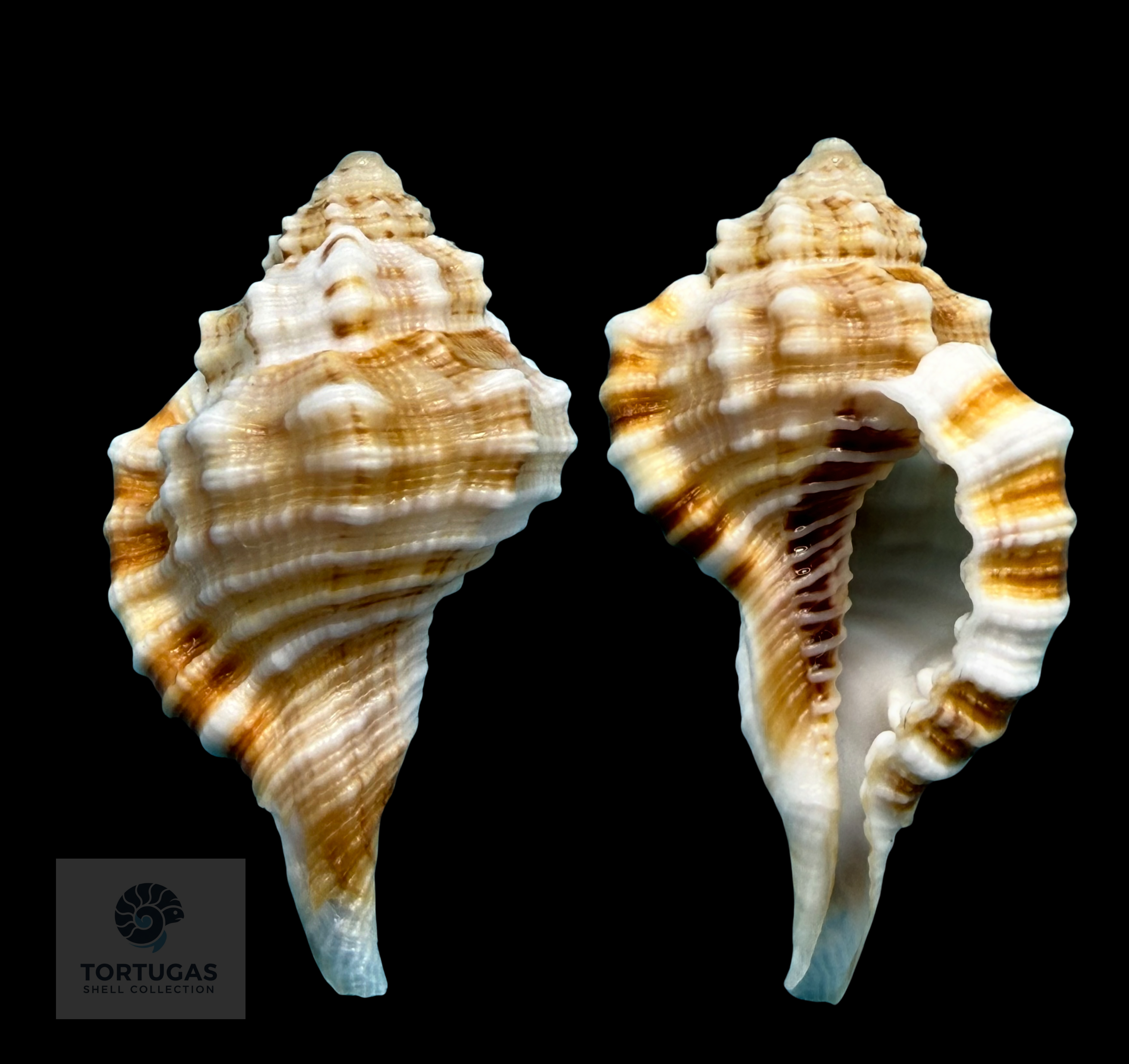 Cymatiidae