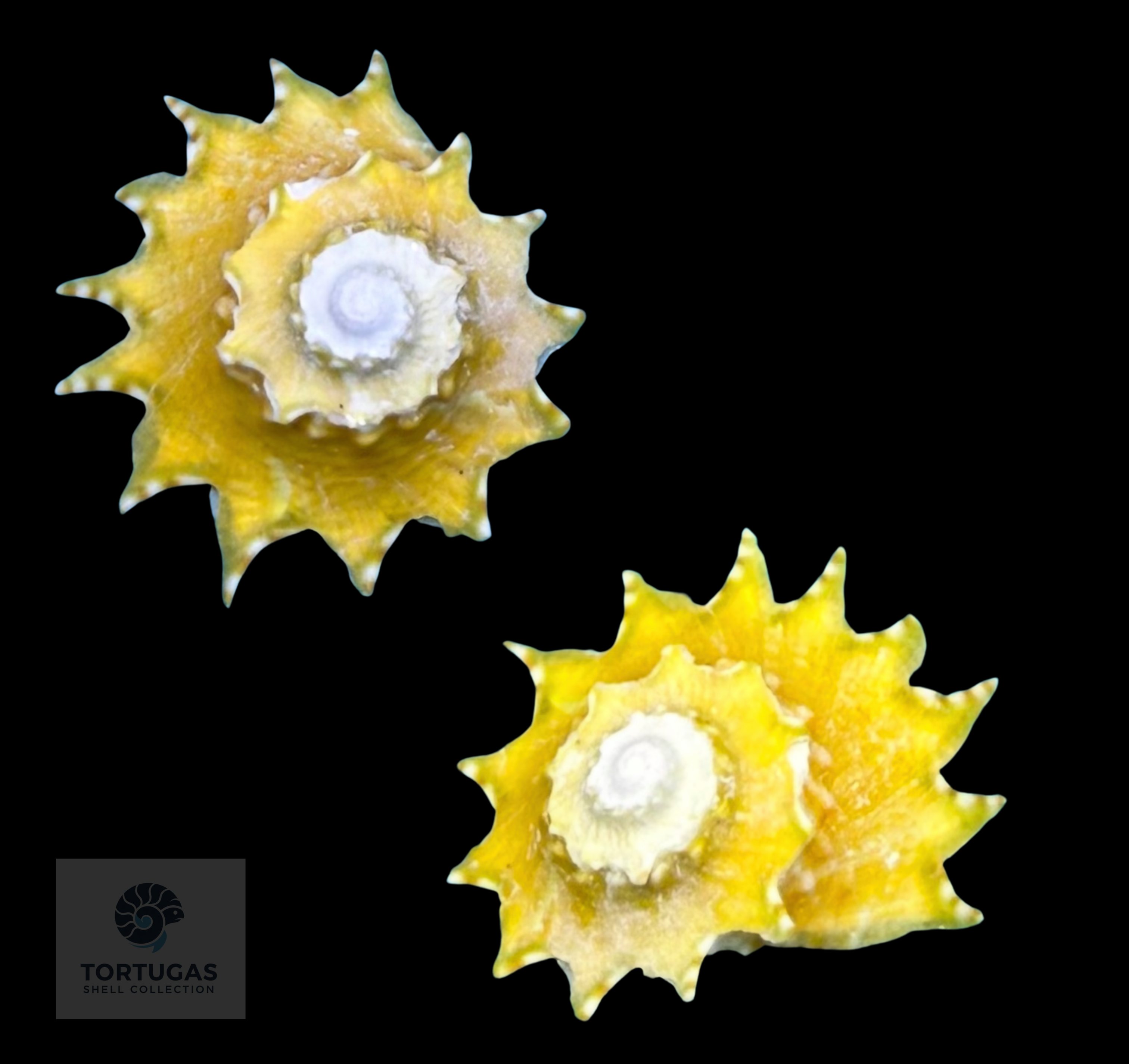 Turbinidae Shells