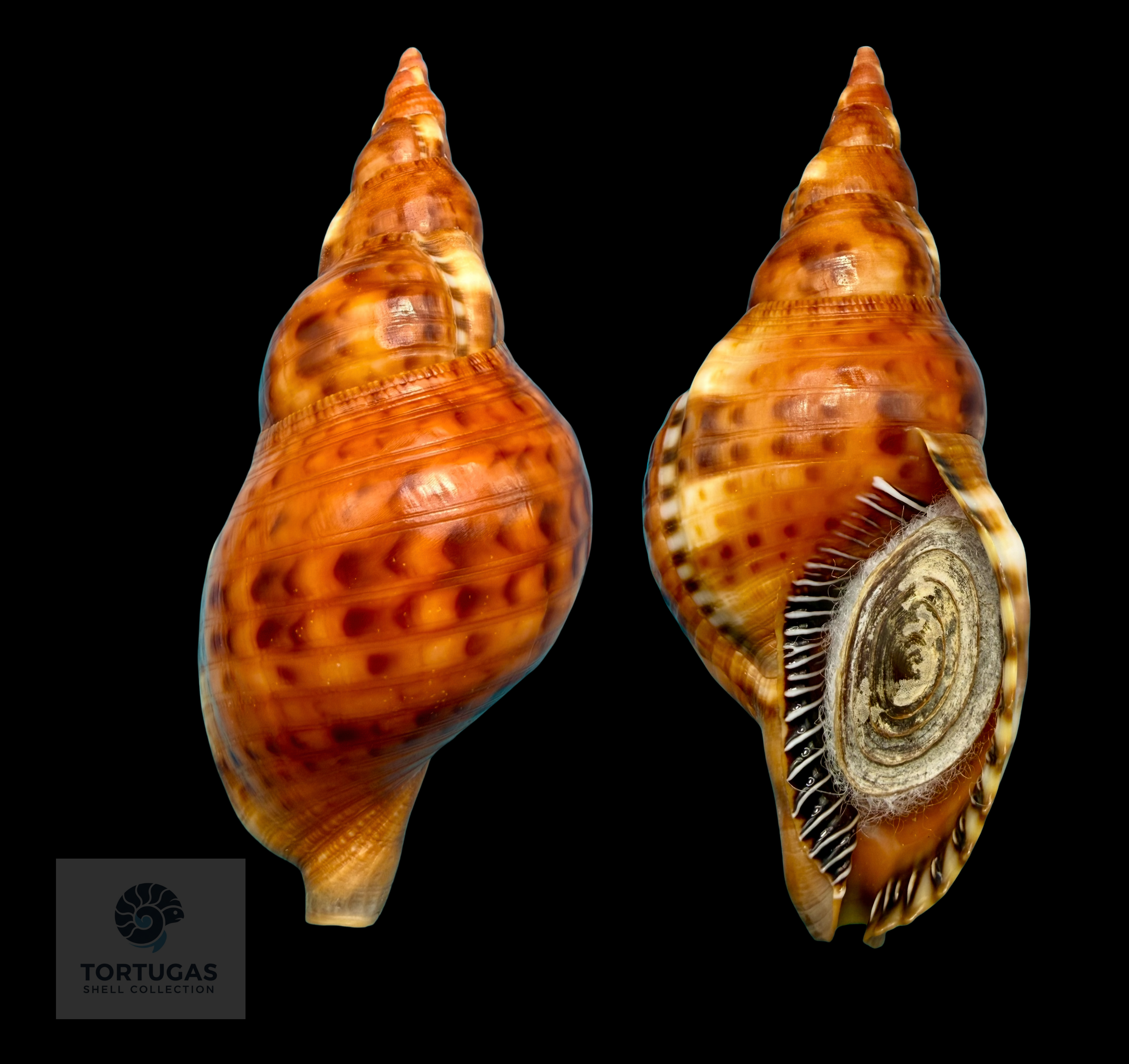 Charoniidae Shells