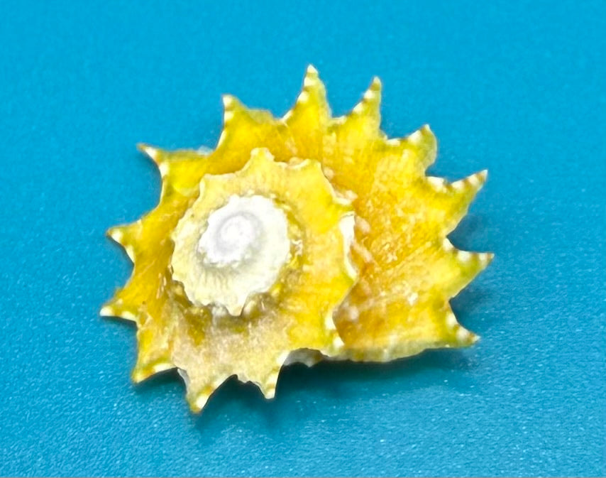 Turbinidae Shells