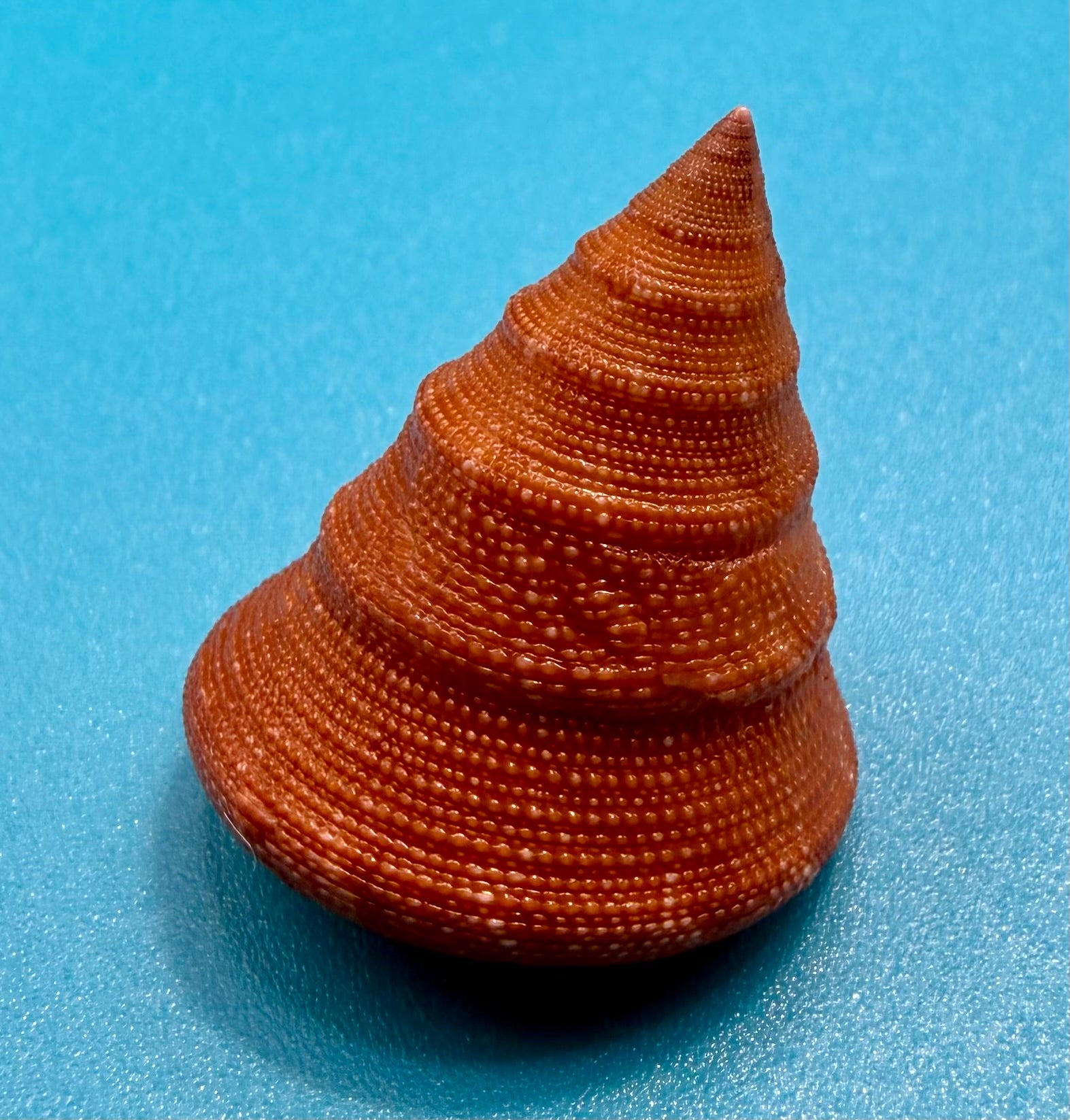 Calliostomatidae Family