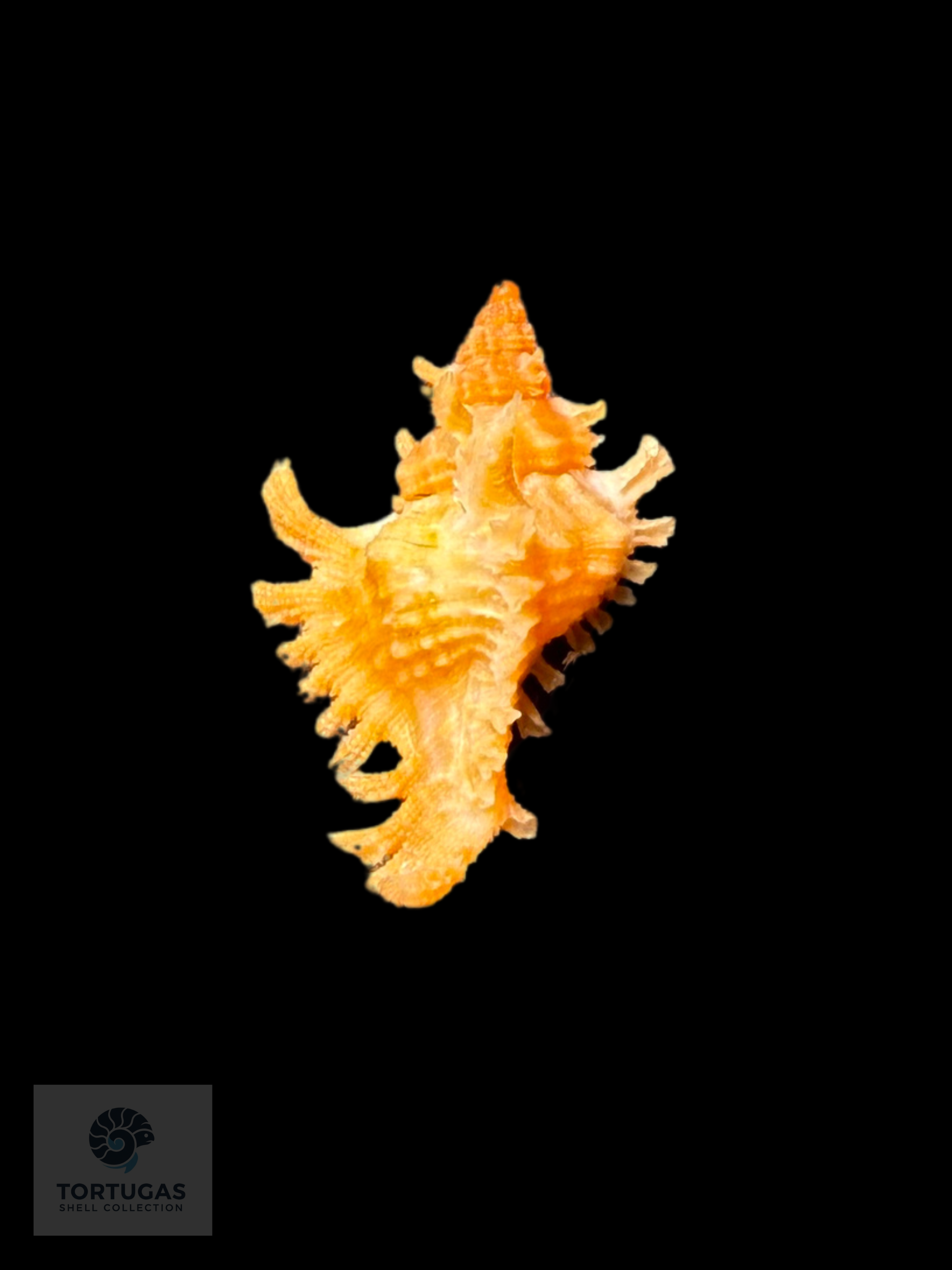 Micro Shell Collection