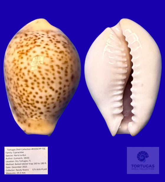 Naria turdus – Thrush Cowrie – Dry Tortugas – 25.5mm