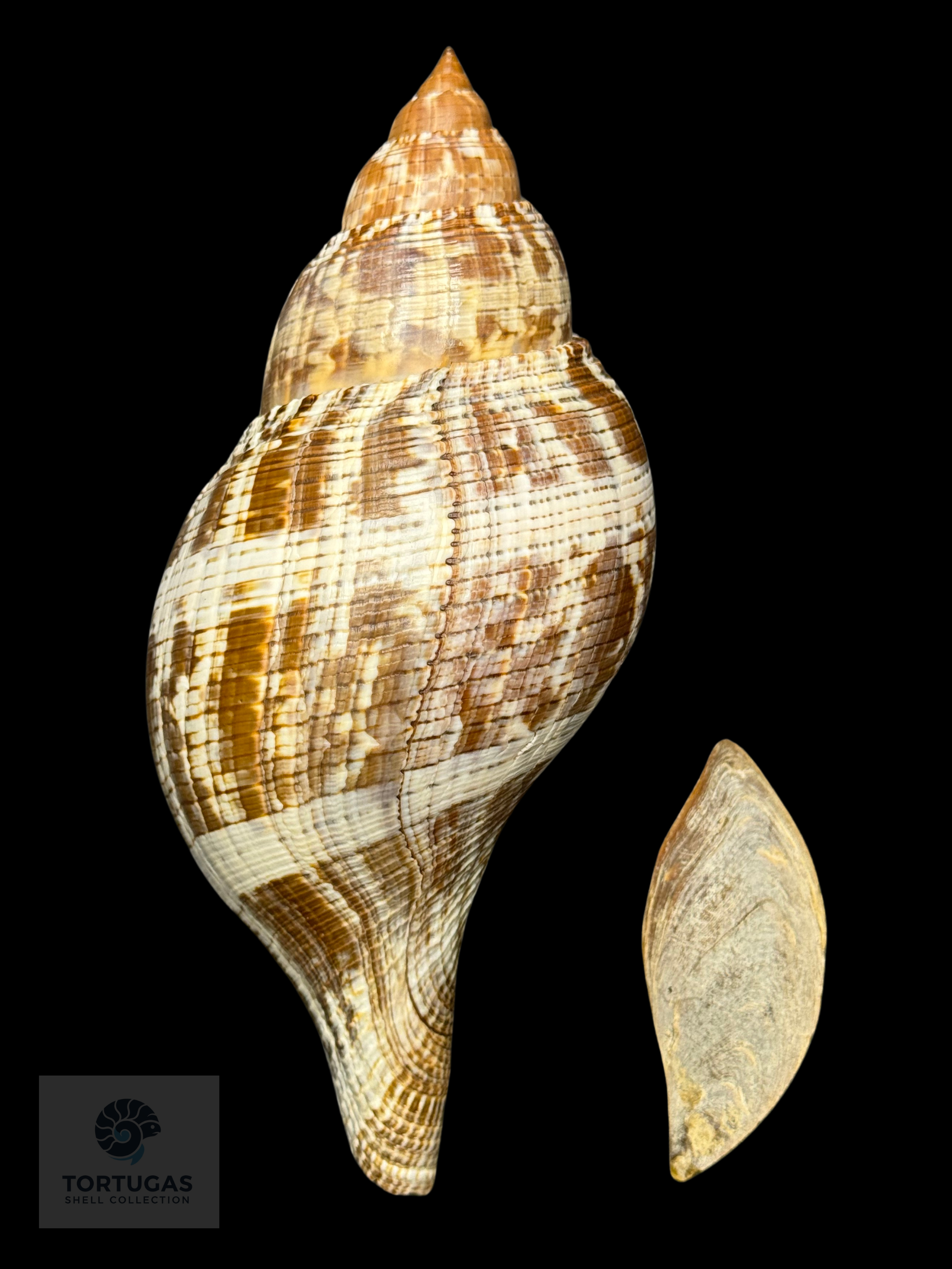 Fasciolaria tulipa f. scheepmakeri Kobelt, 1875 – TSC #0819FAS-TSC