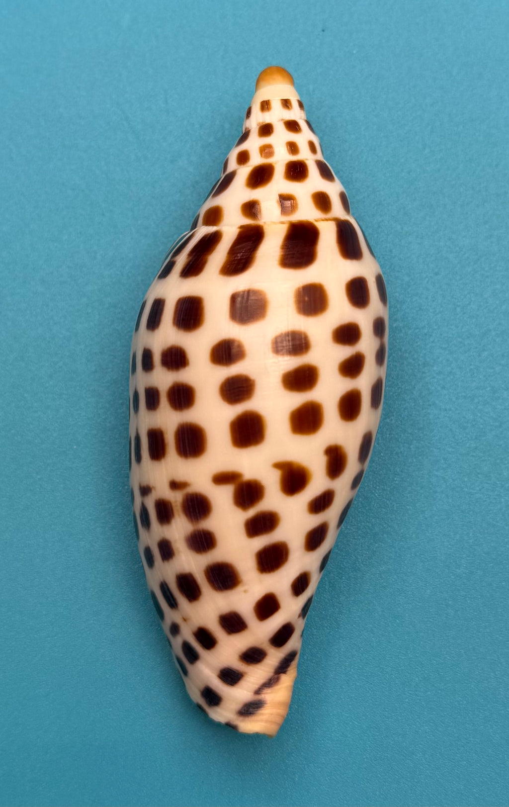 Scaphella mercedesae– Recently described – Dry Tortugas – 92.1 mm