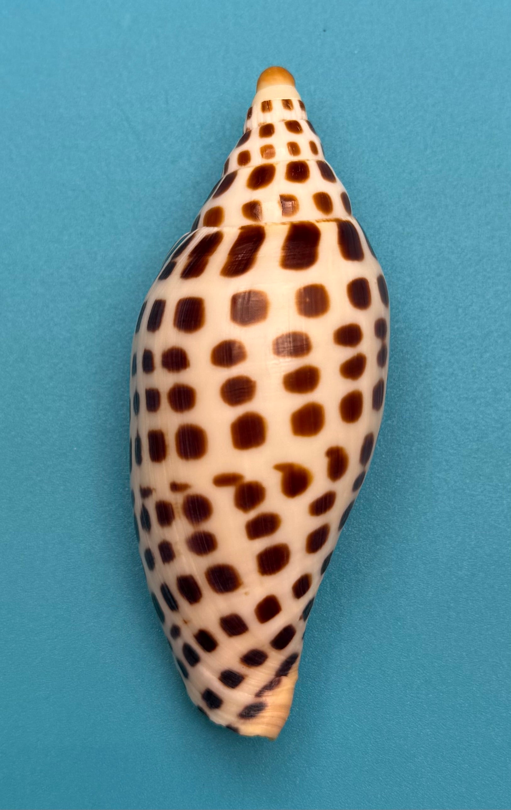 Scaphella mercedesae– Recently described – Dry Tortugas – 92.1 mm