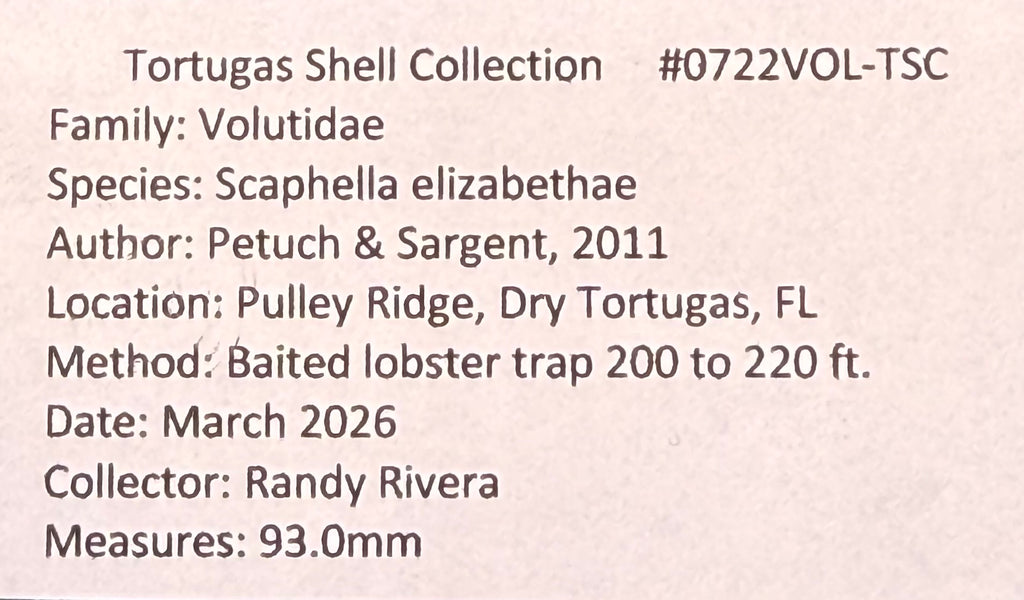 Scaphella elizabethae – Dry Tortugas, FL – 93.0 mm – #0722VOL-TSC