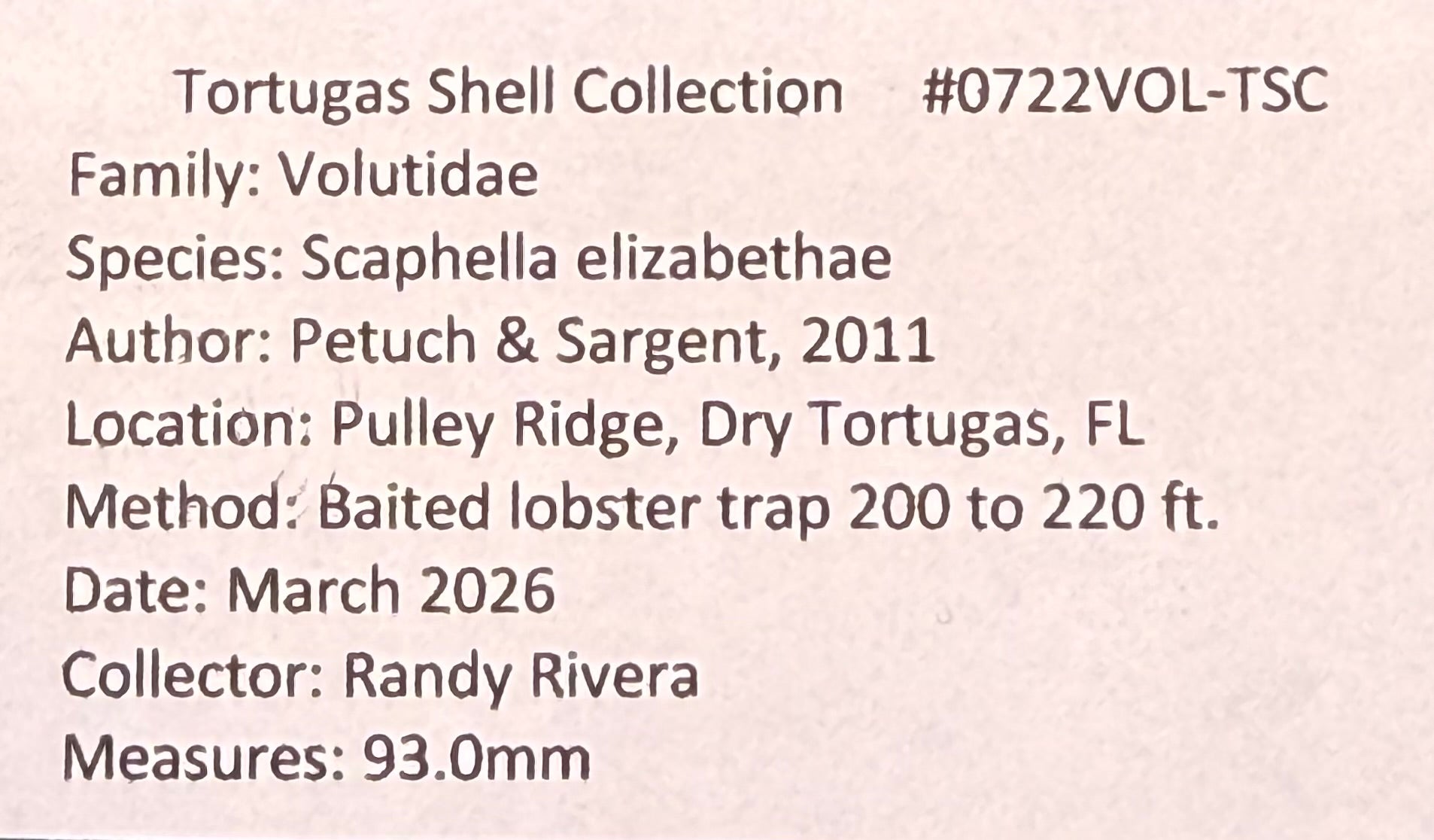Scaphella elizabethae – Dry Tortugas, FL – 93.0 mm – #0722VOL-TSC