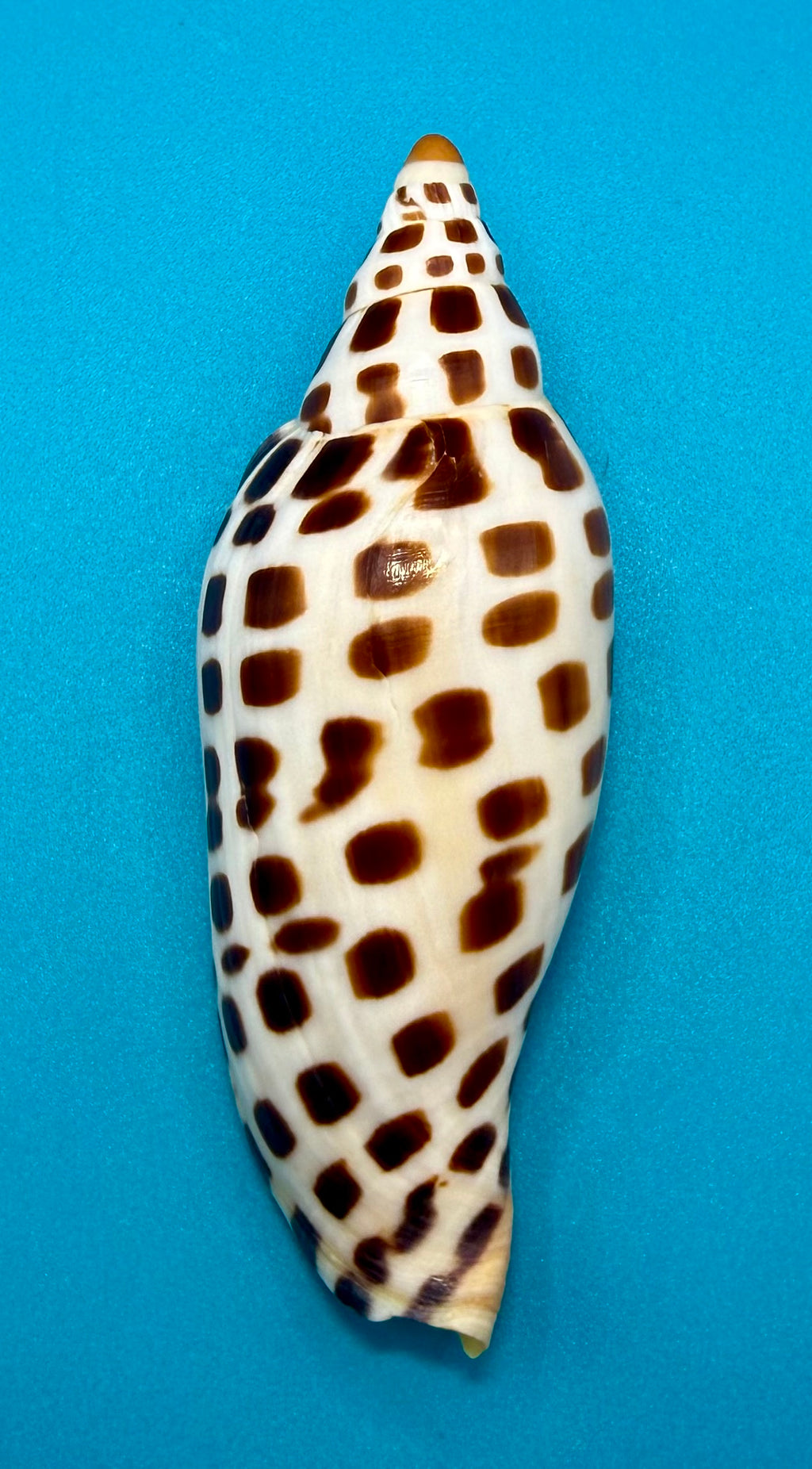 Scaphella mercedesae – Volute – Tortuga Terrace – 118.9mm