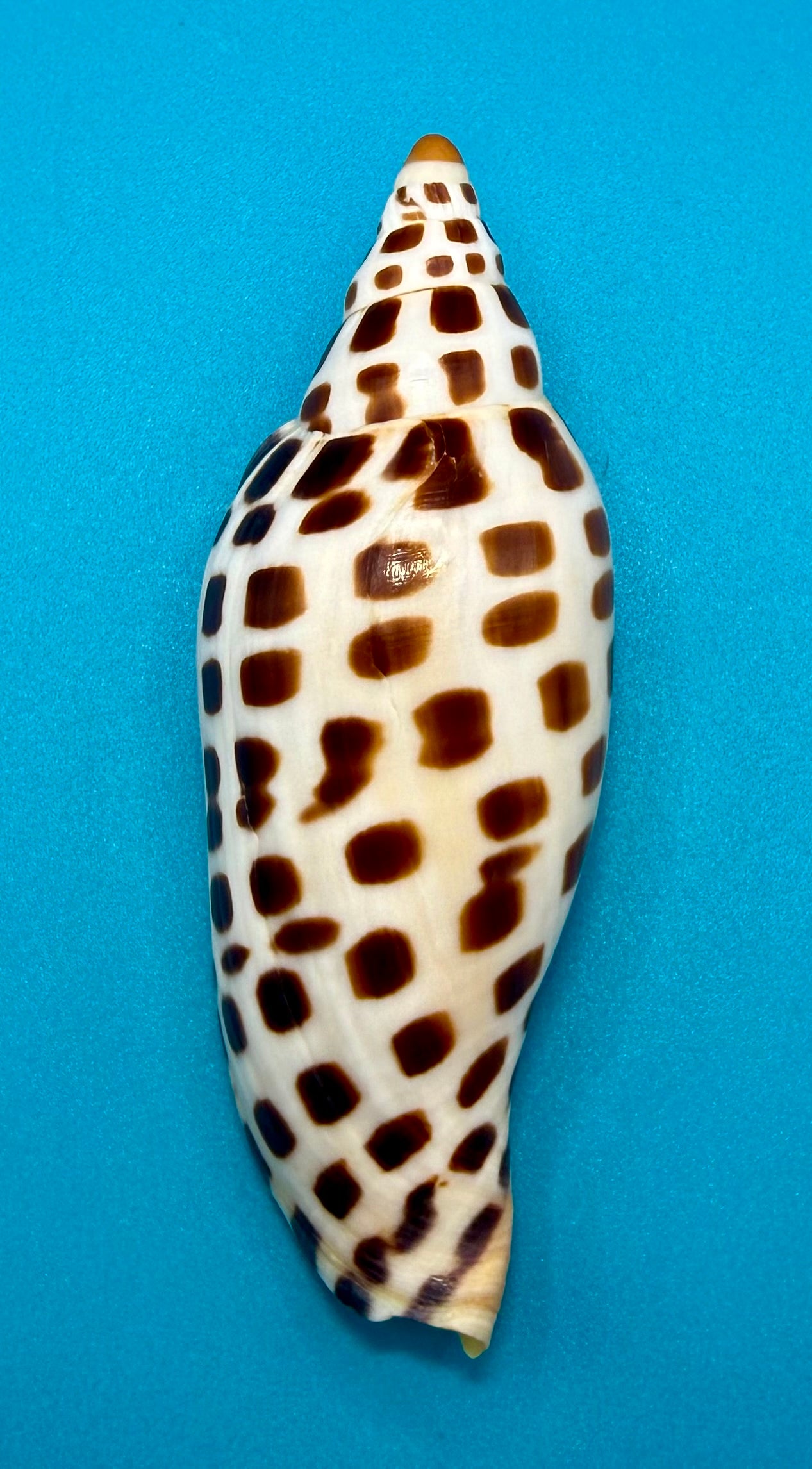 Scaphella mercedesae – Volute – Tortuga Terrace – 118.9mm