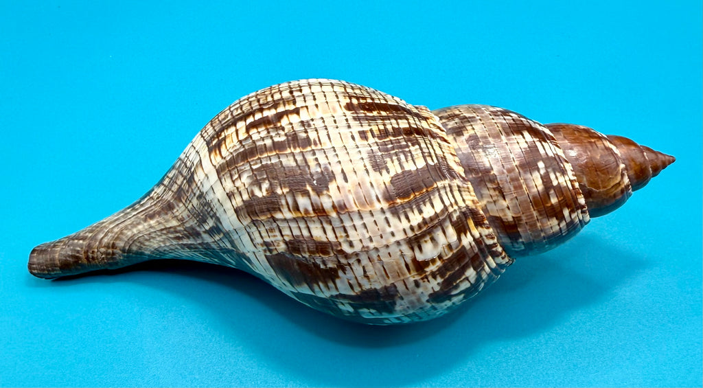 Fasciolaria tulipa (Linnaeus, 1758) – 196.8mm | Dry Tortugas Deep Water | Tortugas Shell Collection