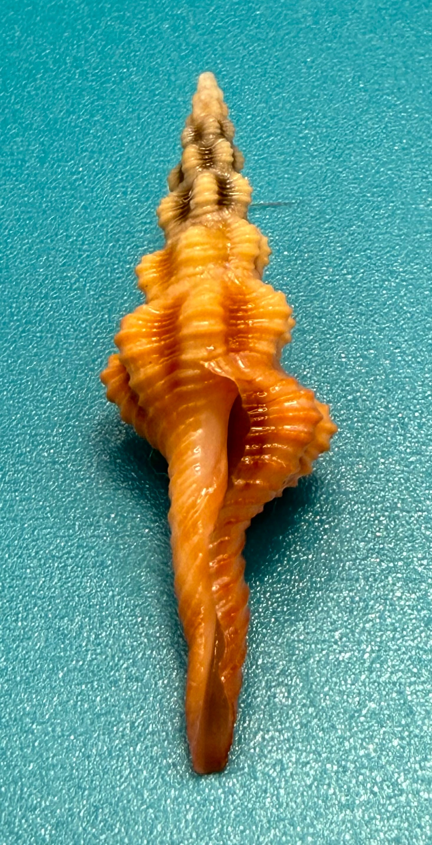 Aristofusus excavatus 29.7mm – Pulley Ridge – Rivera Coll.