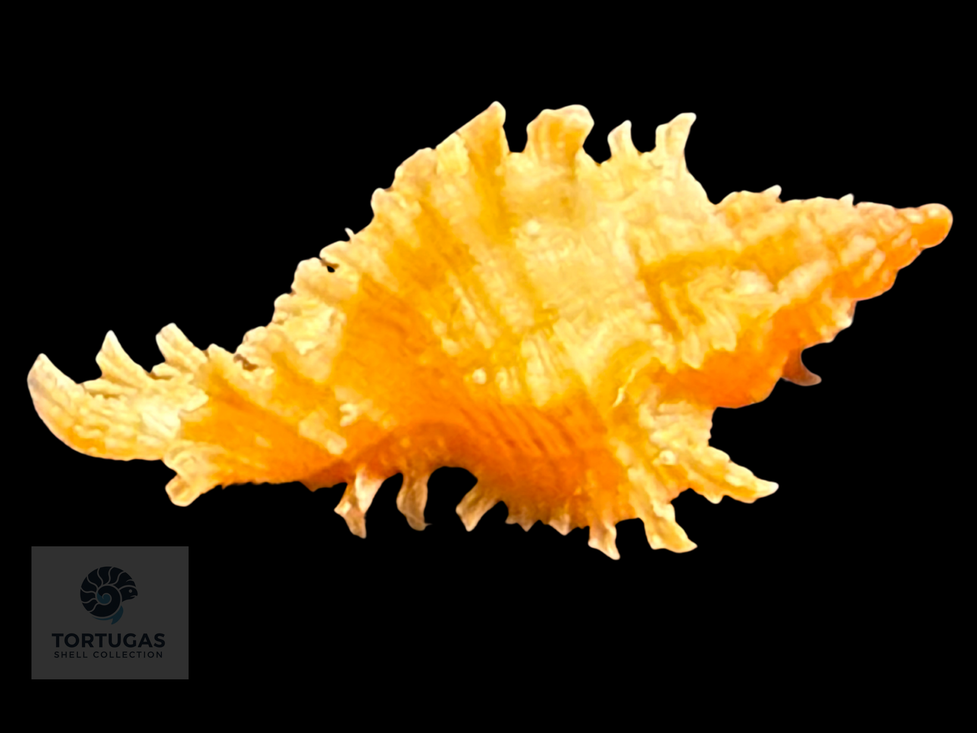 Chicoreus riverai Petuch & Berschauer, 2026 – 24.7 mm – TSC#0494MUR