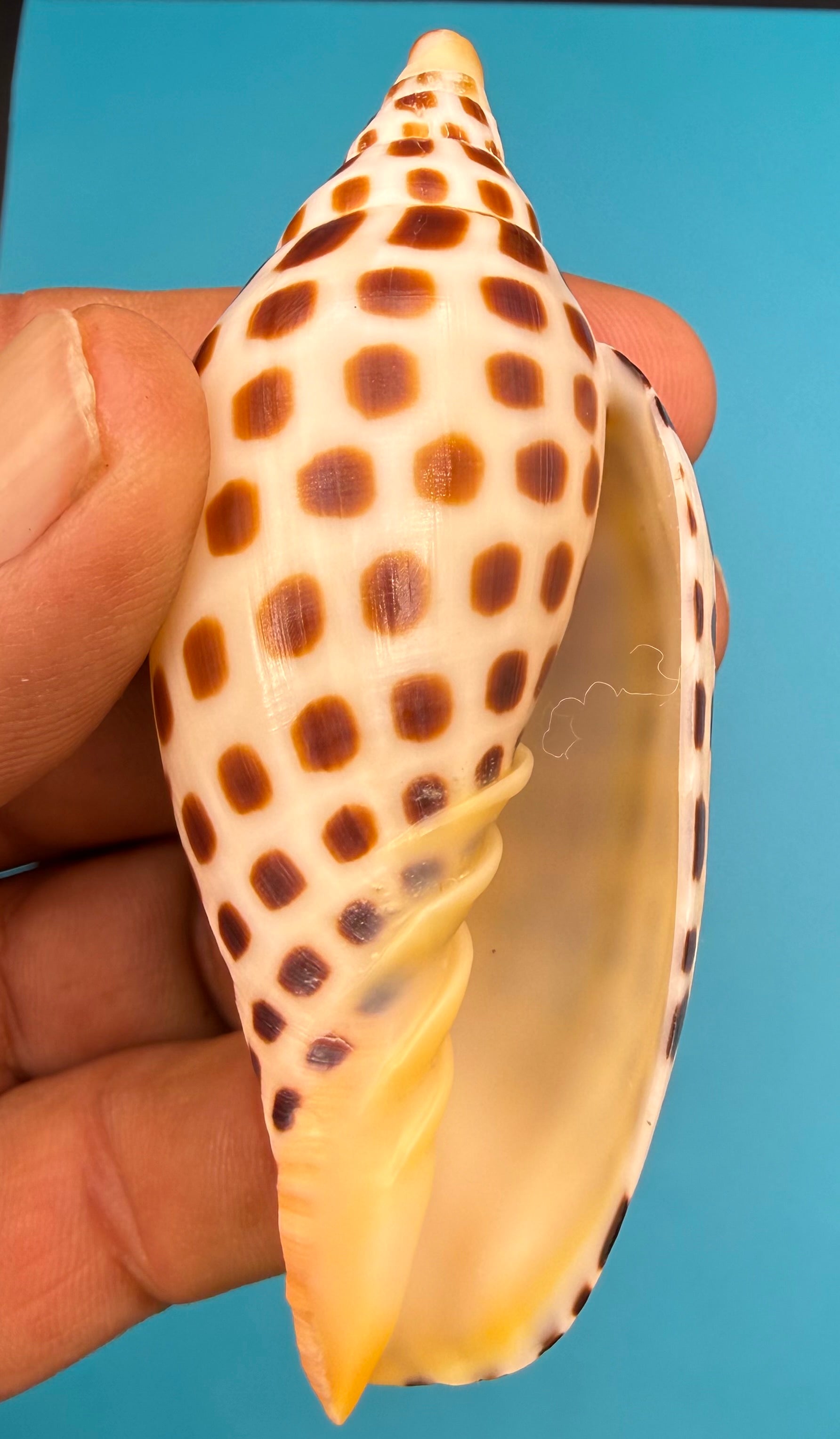 Scaphella mercedesae– Recently described – Dry Tortugas – 92.1 mm