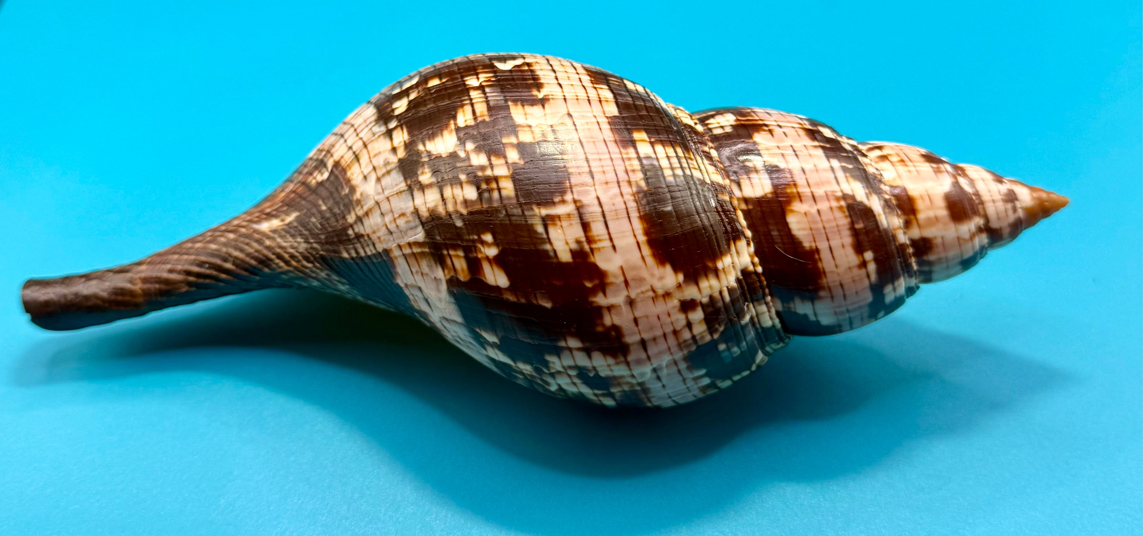 Fasciolaria riverai – Recently described– Dark Form – Dry Tortugas – 209.6mm