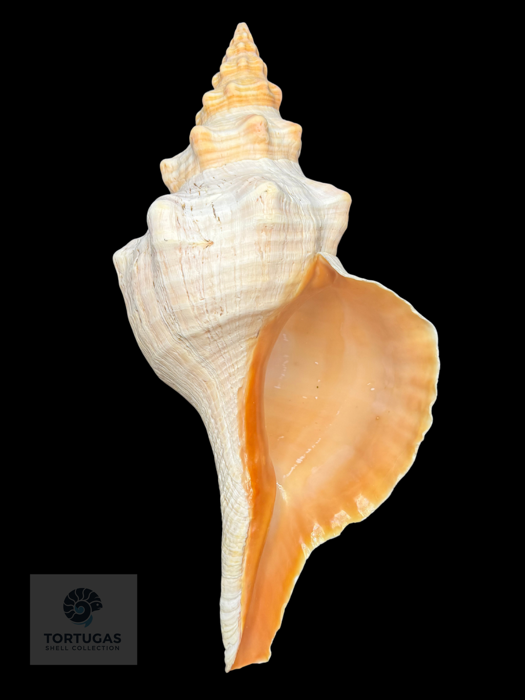 Triplofusus giganteus – Horse Conch – 16.22” (412 mm) – Operculum Included
