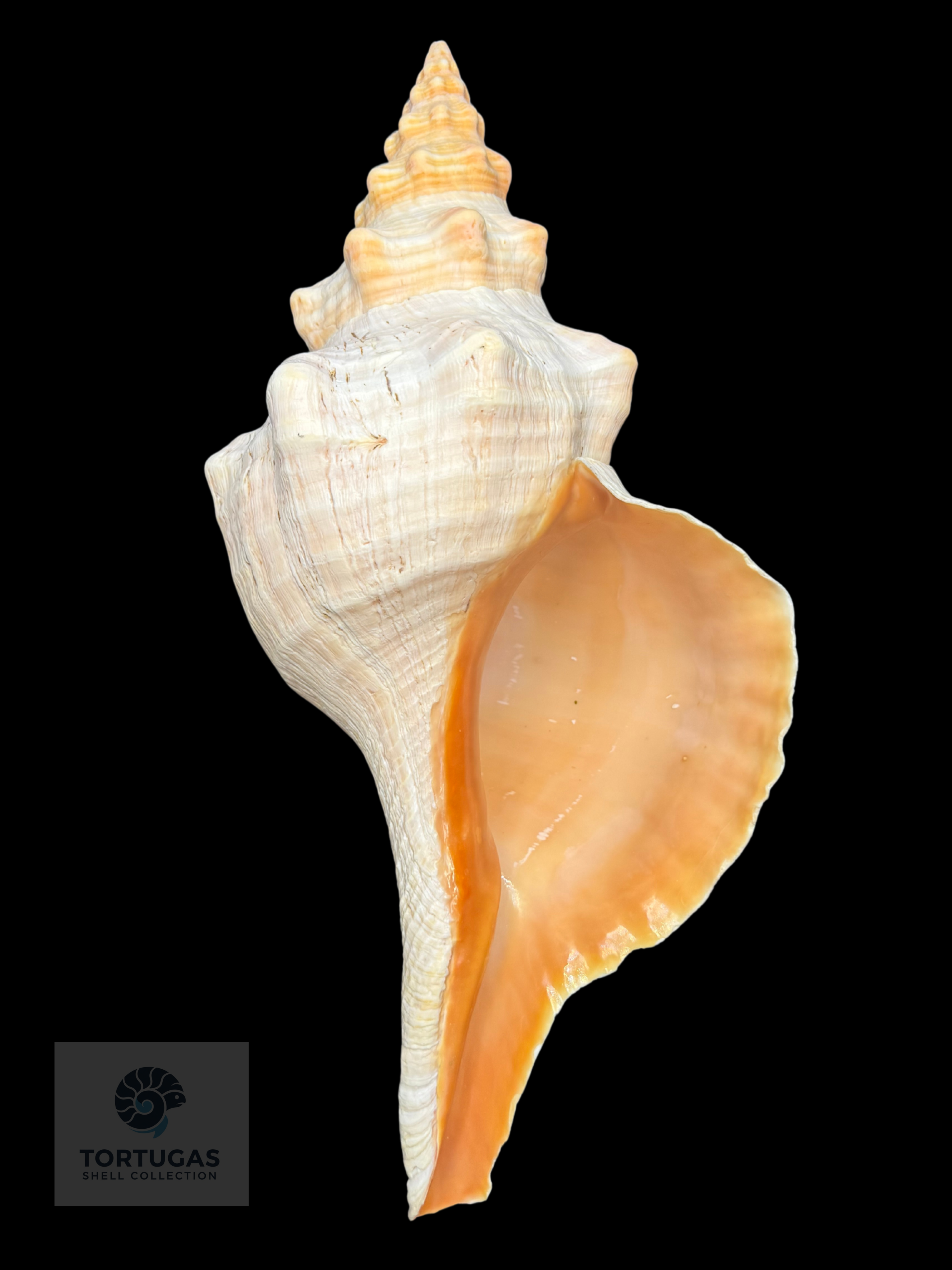 Triplofusus giganteus – Horse Conch – 16.22” (412 mm) – Operculum Included
