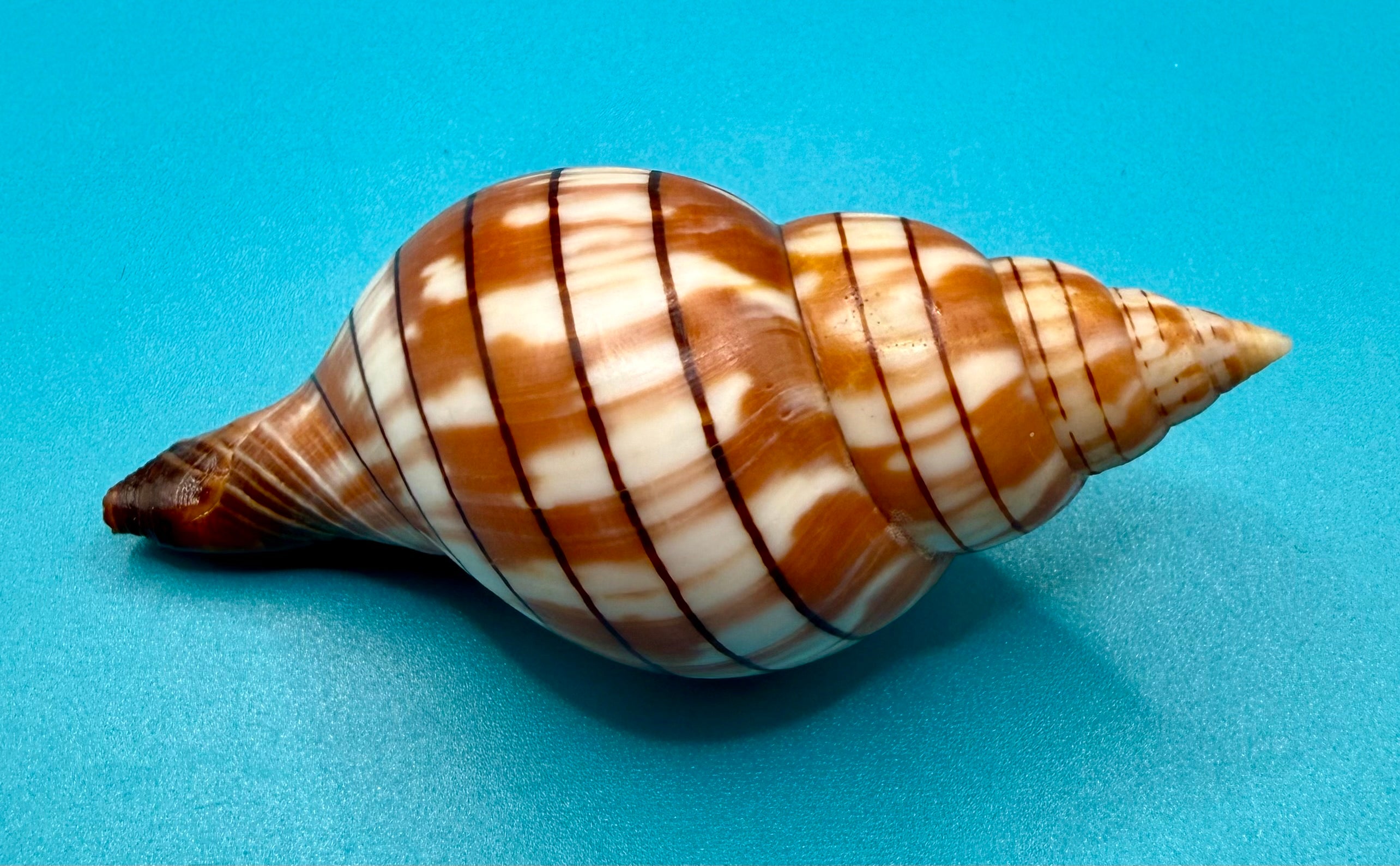 Cinctura tortugana 81.8mm – Dry Tortugas Trap Collected – Tortugas Shell Collection