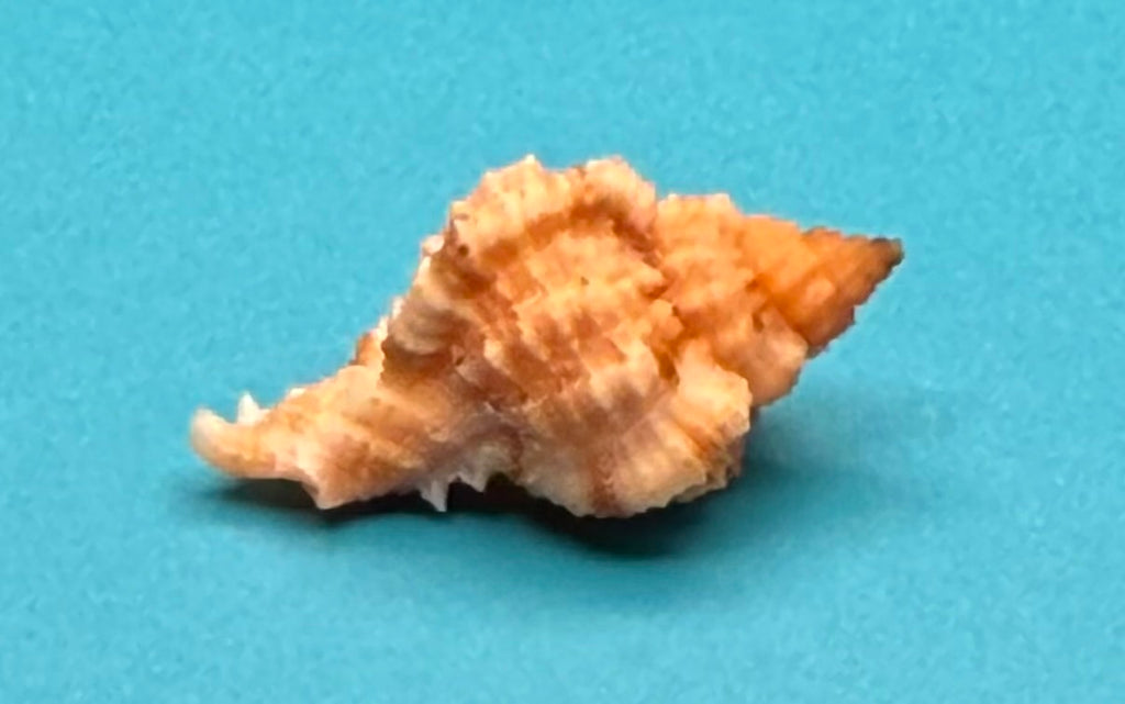 Phyllonotus whymani – Pulley Ridge Form – Dry Tortugas – 30.4 mm