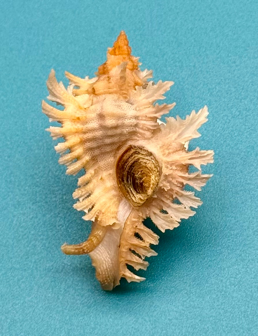 Chicoreus riverai – Dry Tortugas – 44.7mm – F+++ w/o