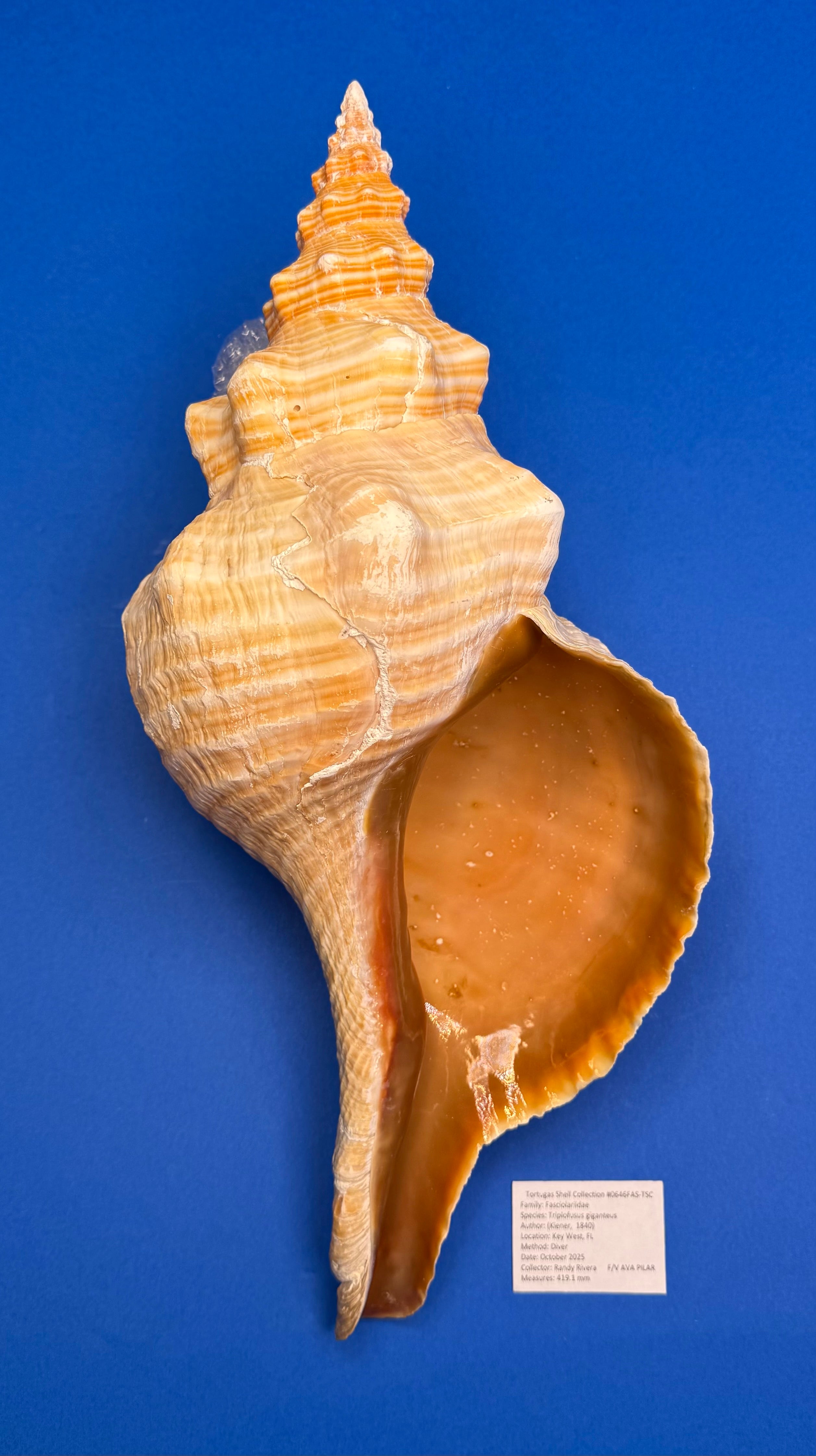 Triplofusus giganteus – Giant Horse Conch – Key West, FL – 419.1 mm – 0646FAS-TSC