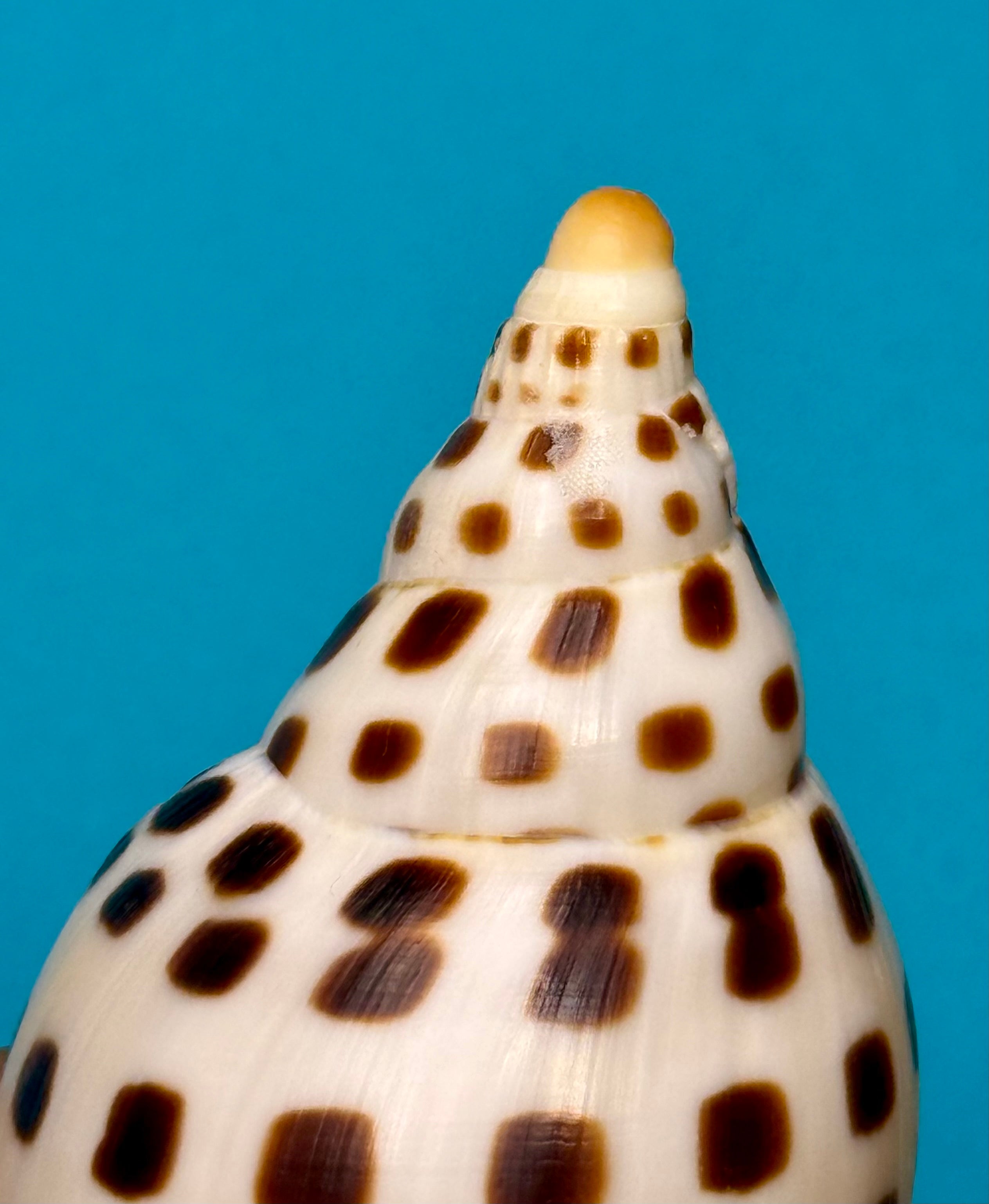 Scaphella mercedesae – Tortuga Terrace, FL – 115.3 mm – #0250VOL-TSC