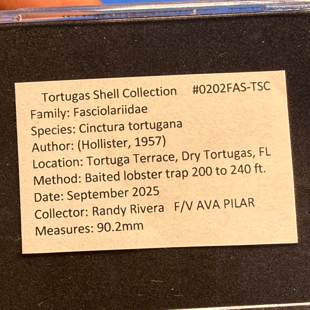 Cinctura tortugana – Dry Tortugas, FL – 90.2 mm – #0202FAS-TSC