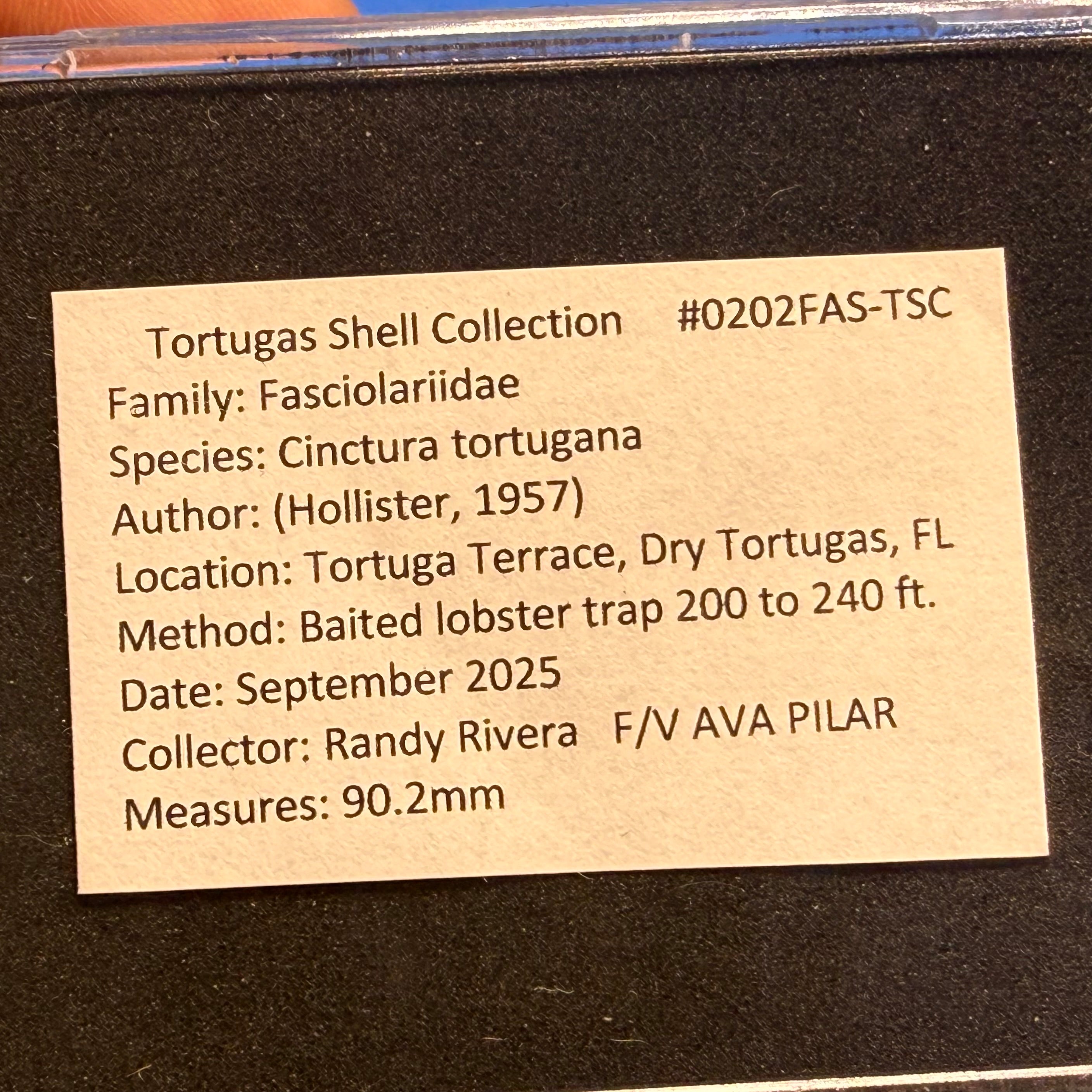 Cinctura tortugana – Dry Tortugas, FL – 90.2 mm – #0202FAS-TSC