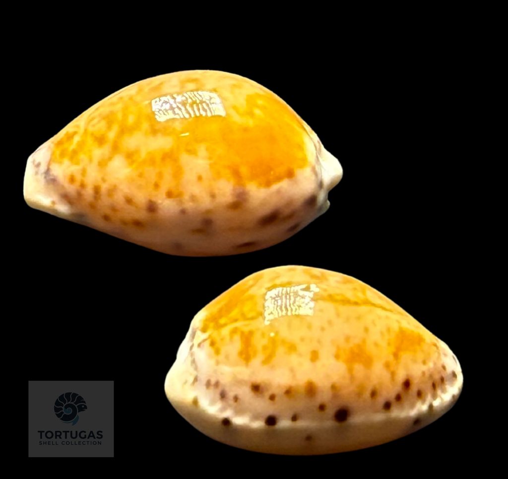 Naria acicularis (Gmelin, 1791) – 21.1 mm