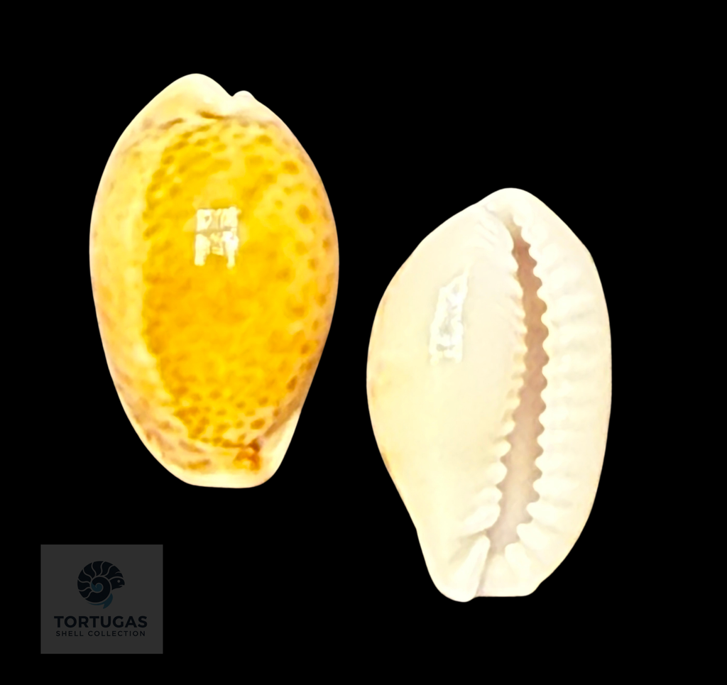 Naria acicularis (Gmelin, 1791) – 19.8 mm