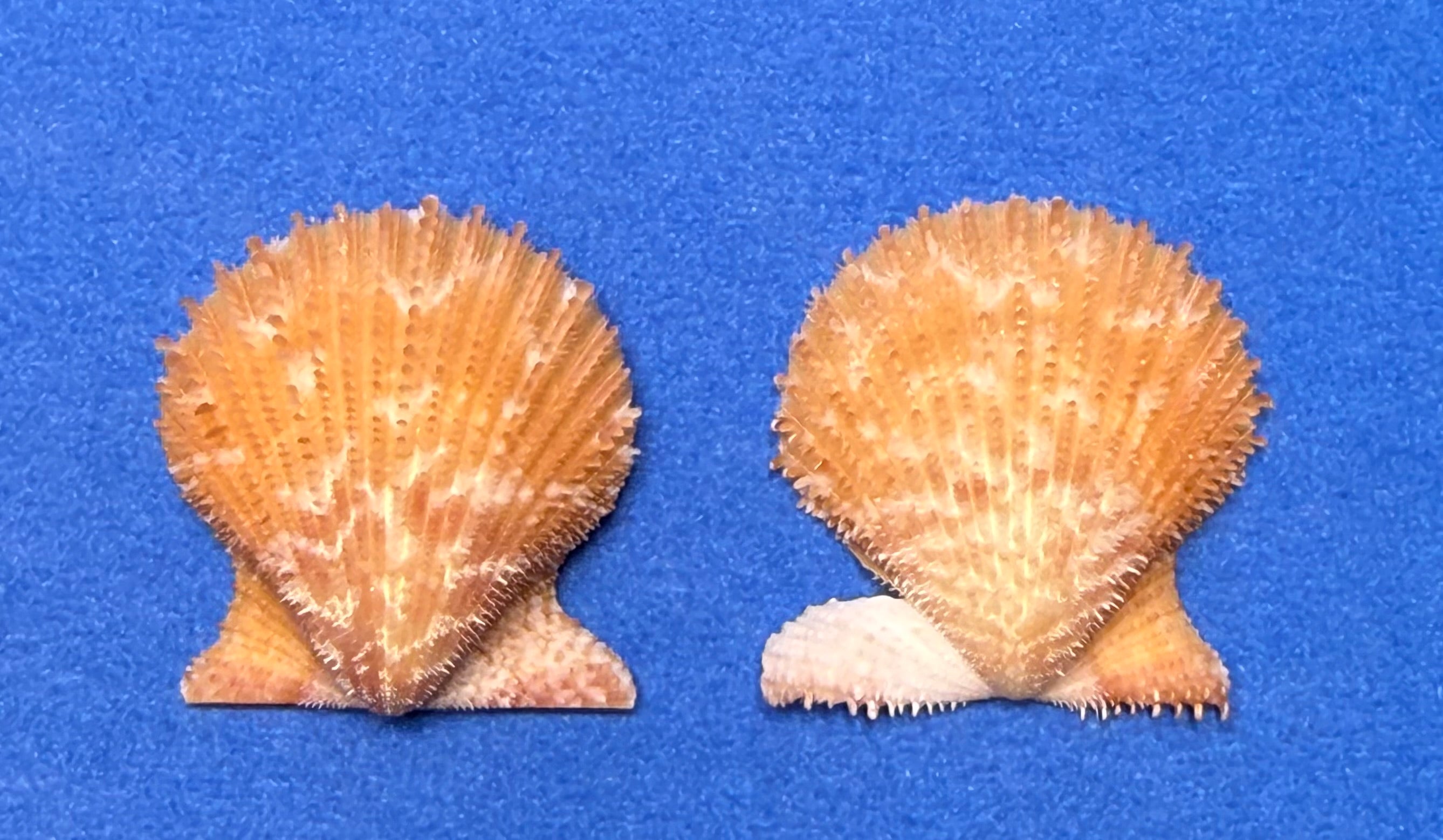 Lindapecten muscosus – Spiny Scallop Matched Pair – Pulley Ridge – 25.4mm