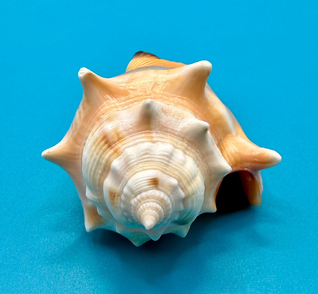 Strombus pugilis 75.8mm – Dry Tortugas Trap Collected – Rivera Collection