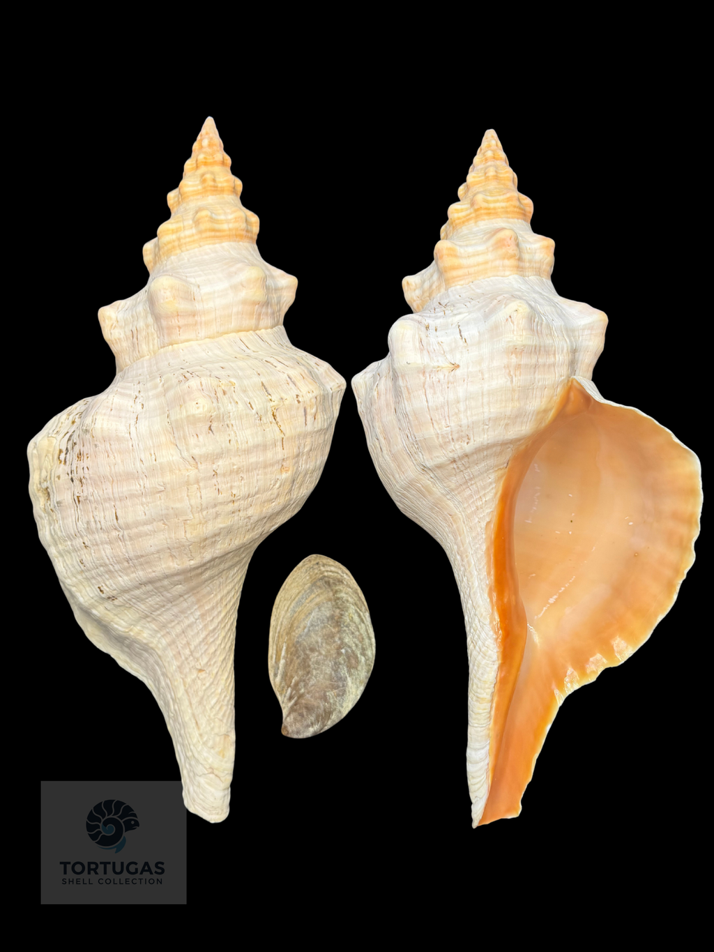 Triplofusus giganteus – Horse Conch – 16.22” (412 mm) – Operculum Included