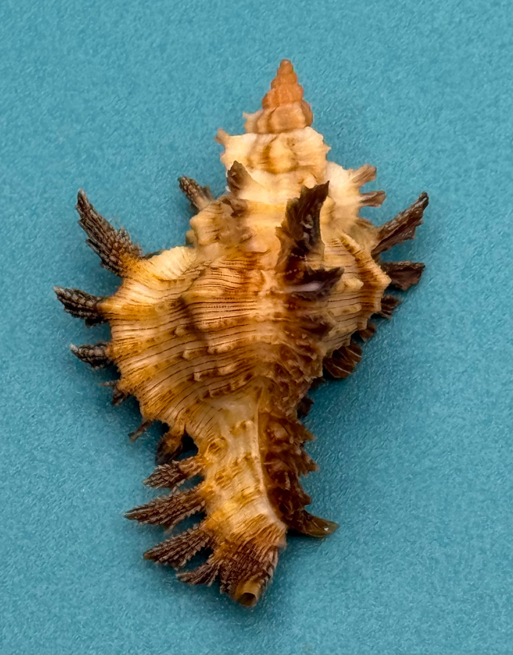 Chicoreus riverai – Dry Tortugas – 39.2 mm – Dark Frond Form – F+++ w/o