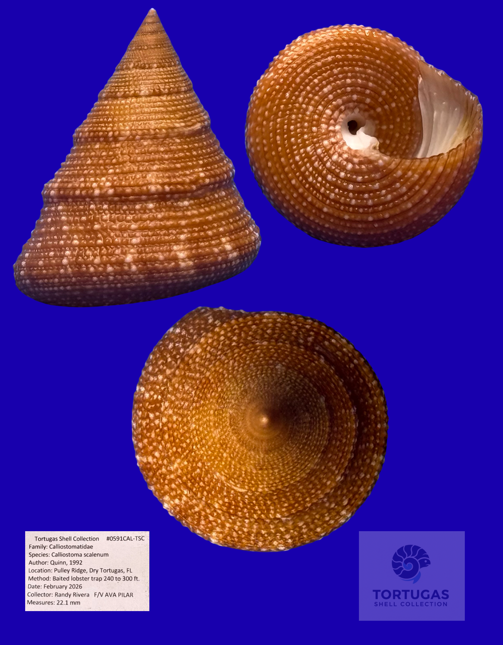 Calliostoma scalenum 22.1mm #0591CAL-TSC