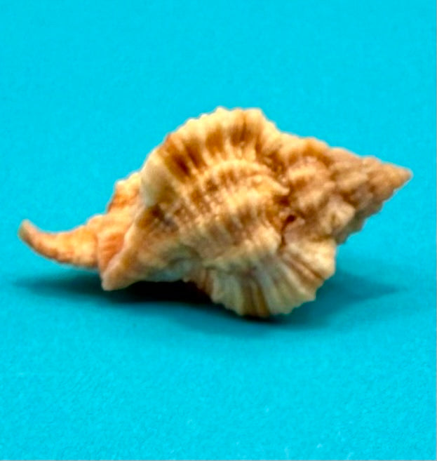 Phyllonotus whymani Petuch & Sargent, 2011 – 37.4mm - Dry Tortugas Deep Water - Tortugas Shell Collection