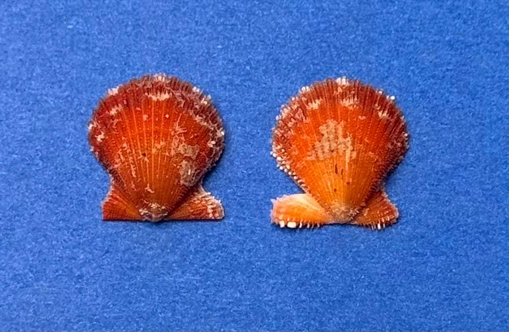 Lindapecten muscosus Red Orange Matched Pair Dry Tortugas 15.3mm