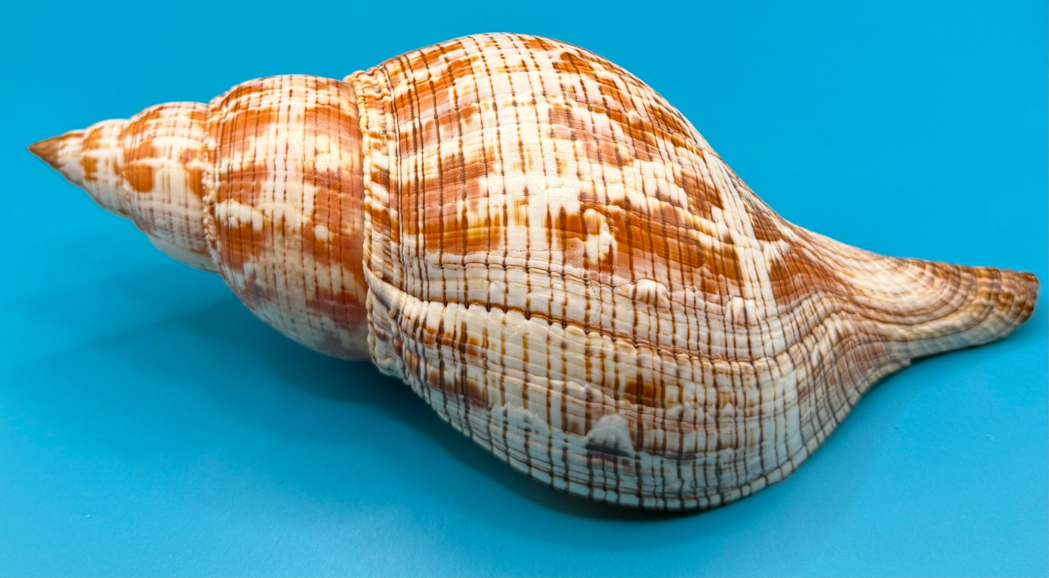 Fasciolaria tulipa 219mm – Giant Tulip – Dry Tortugas Trap Collected – TSC Coll