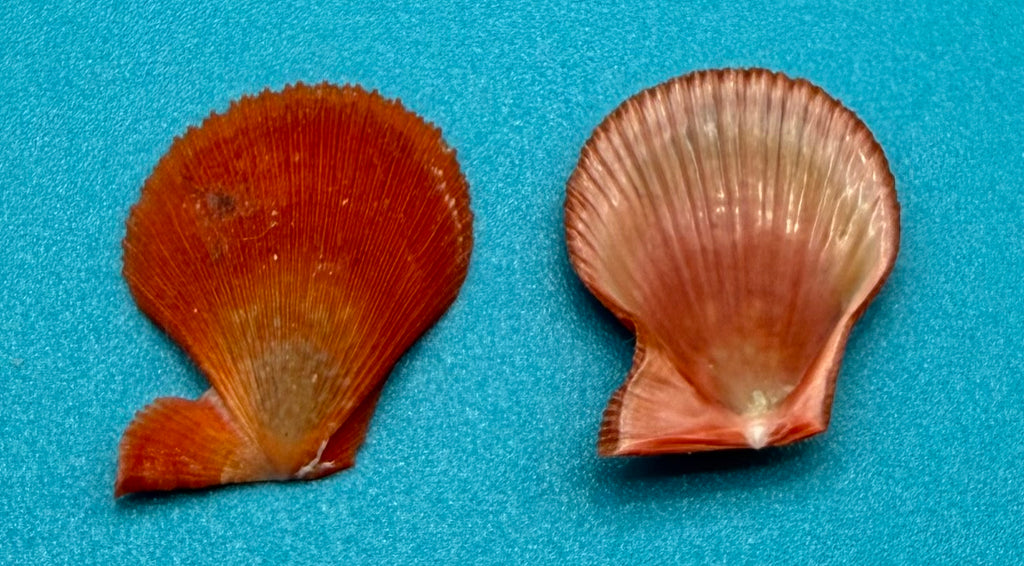 Caribachlamys sentis – Scallop – Dry Tortugas – 19.4mm – Matched Pair