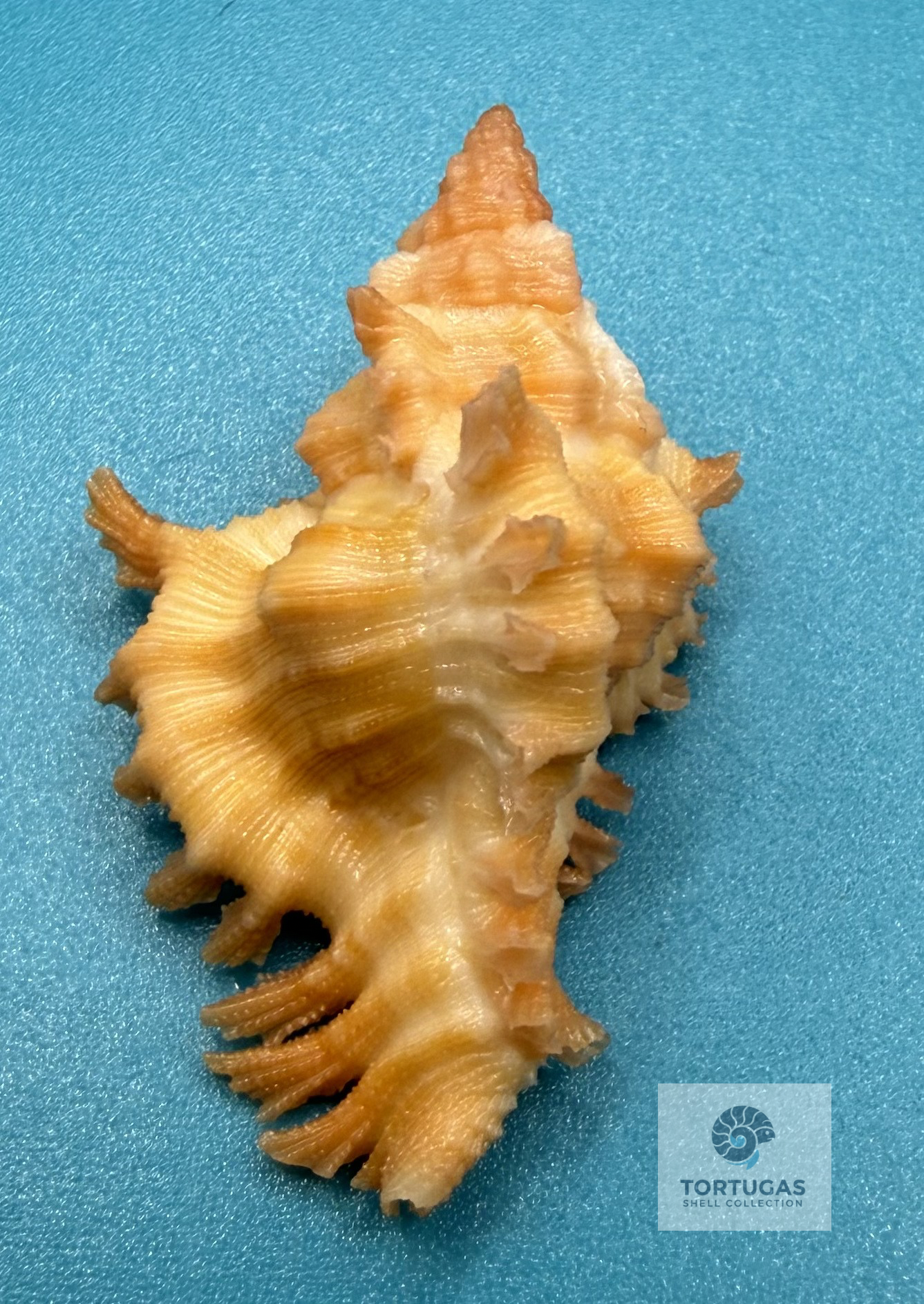 Chicoreus rachelcarsonae 39.2mm – Pulley Ridge – TSC